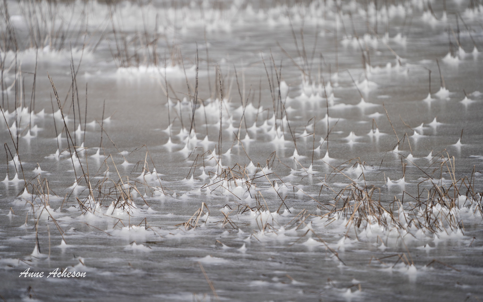 Marsh Ice