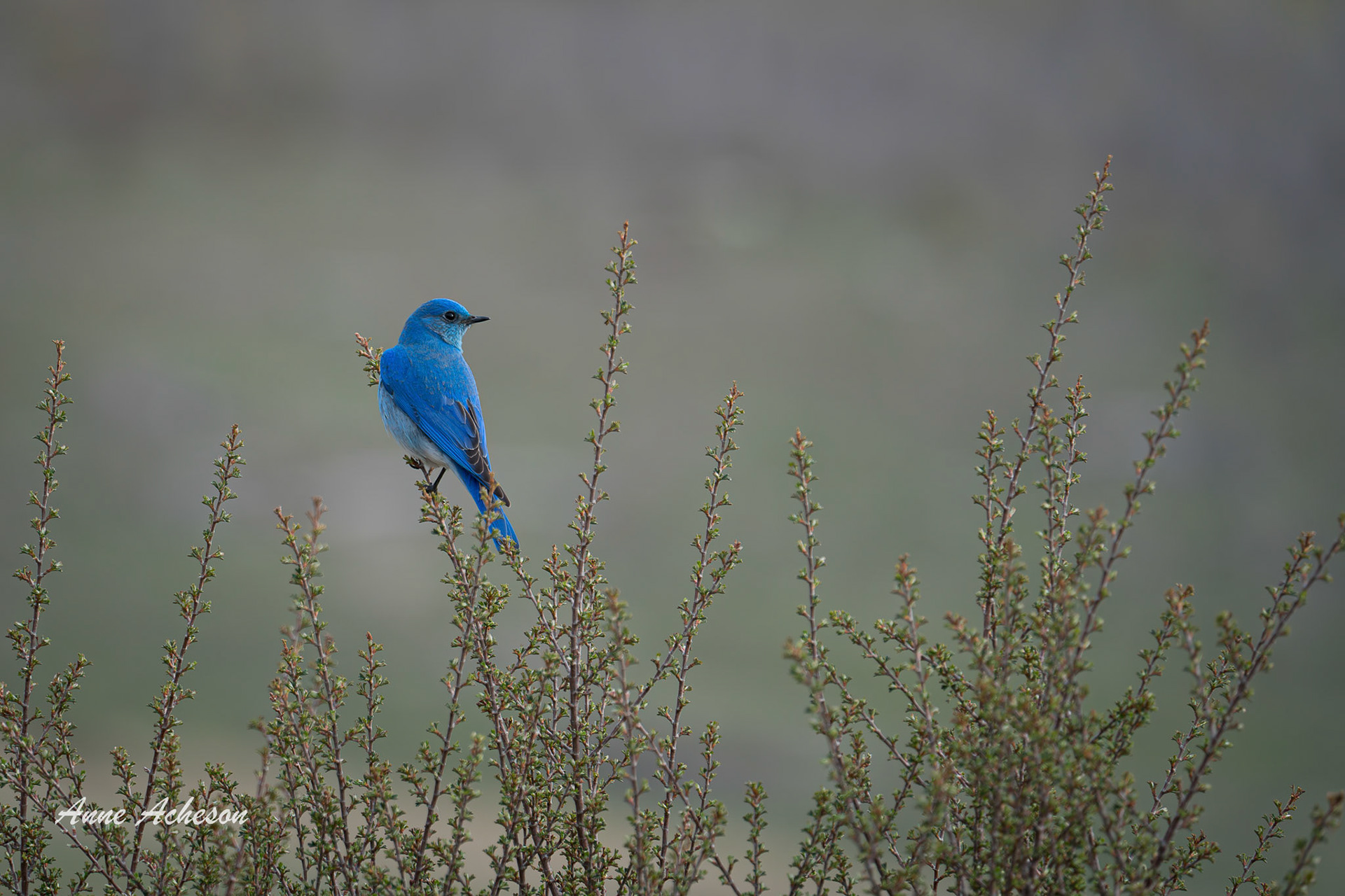 Bluebird - 24007