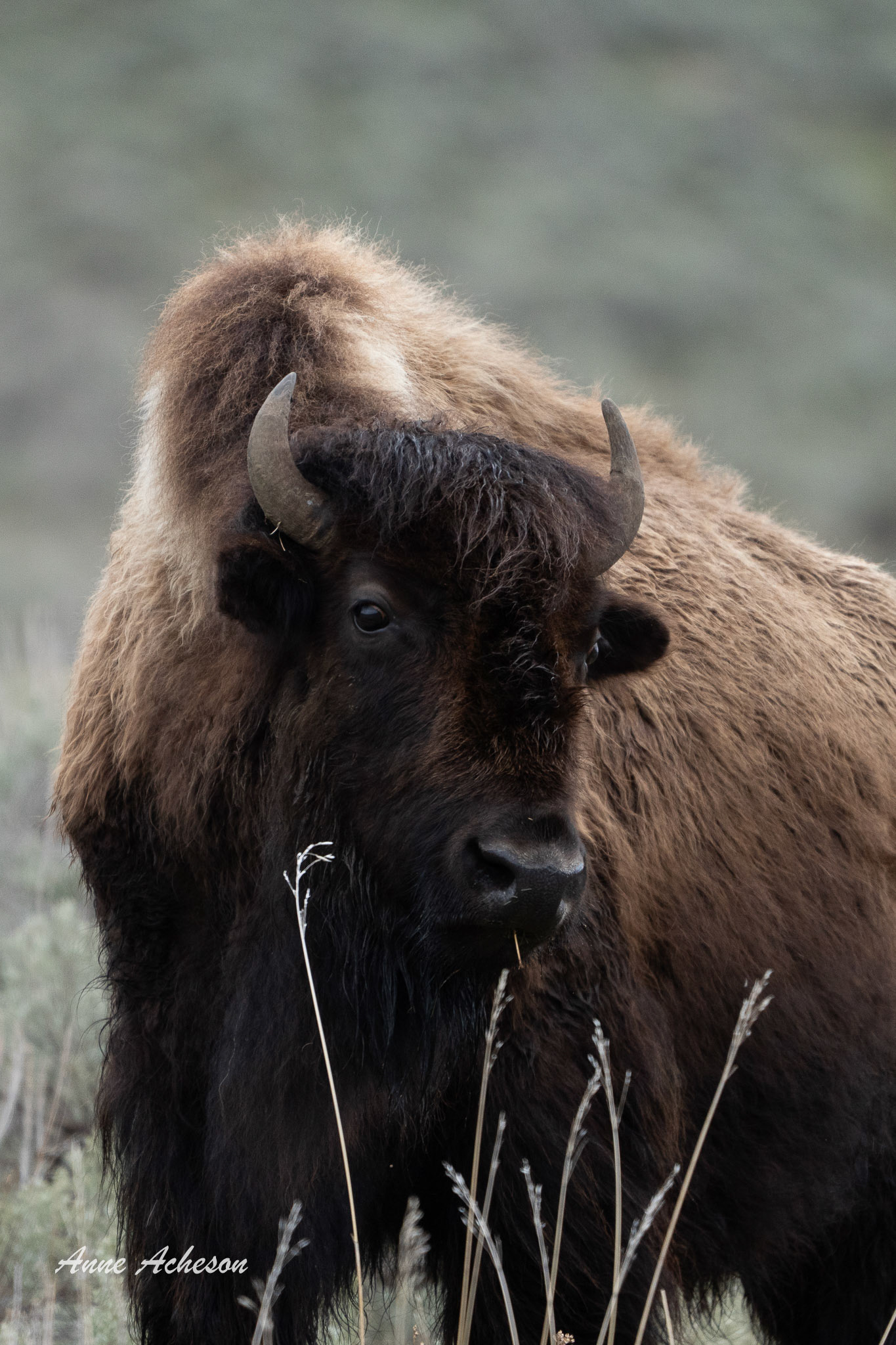 Bison Portrait - 24011