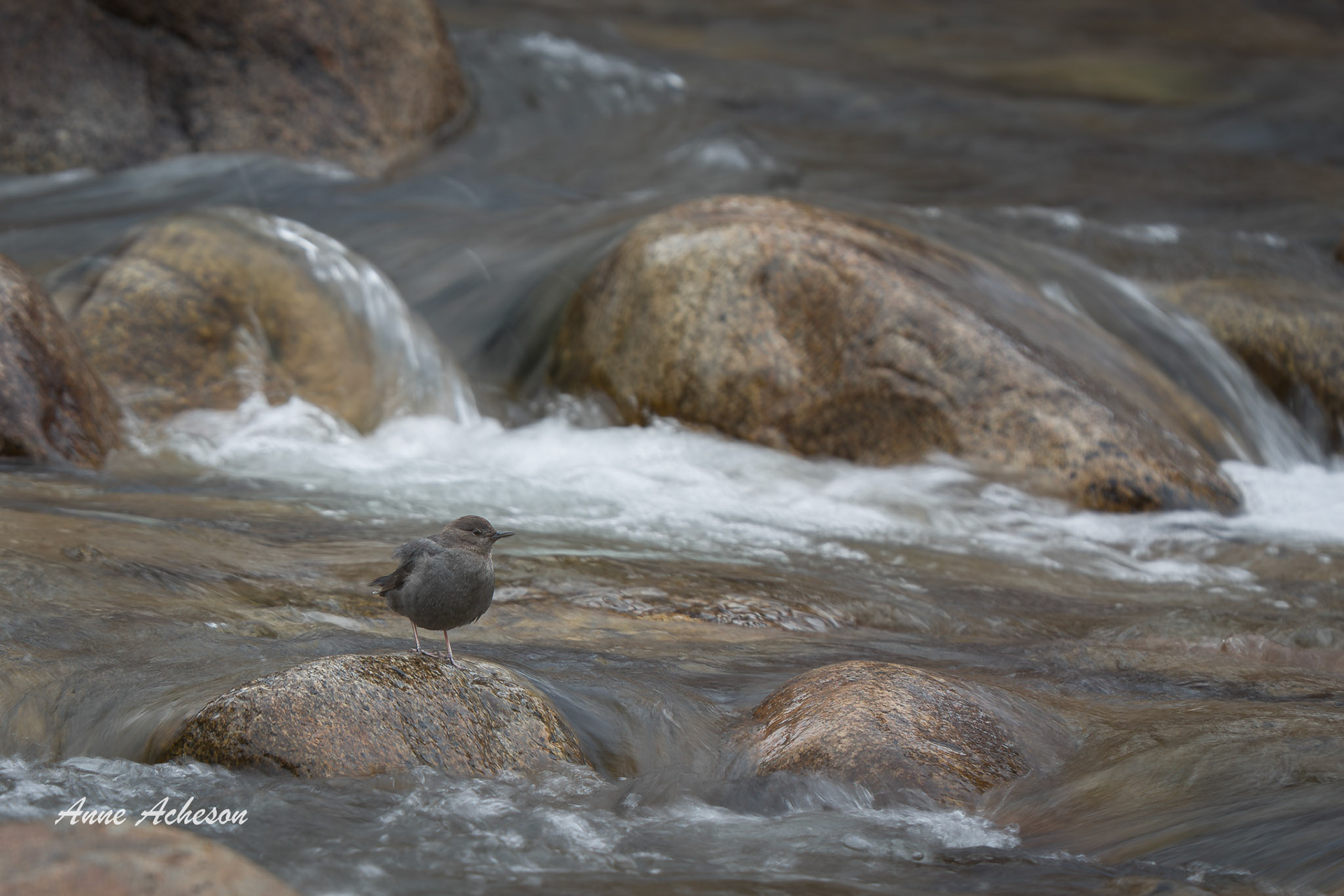 American Dipper - 26078