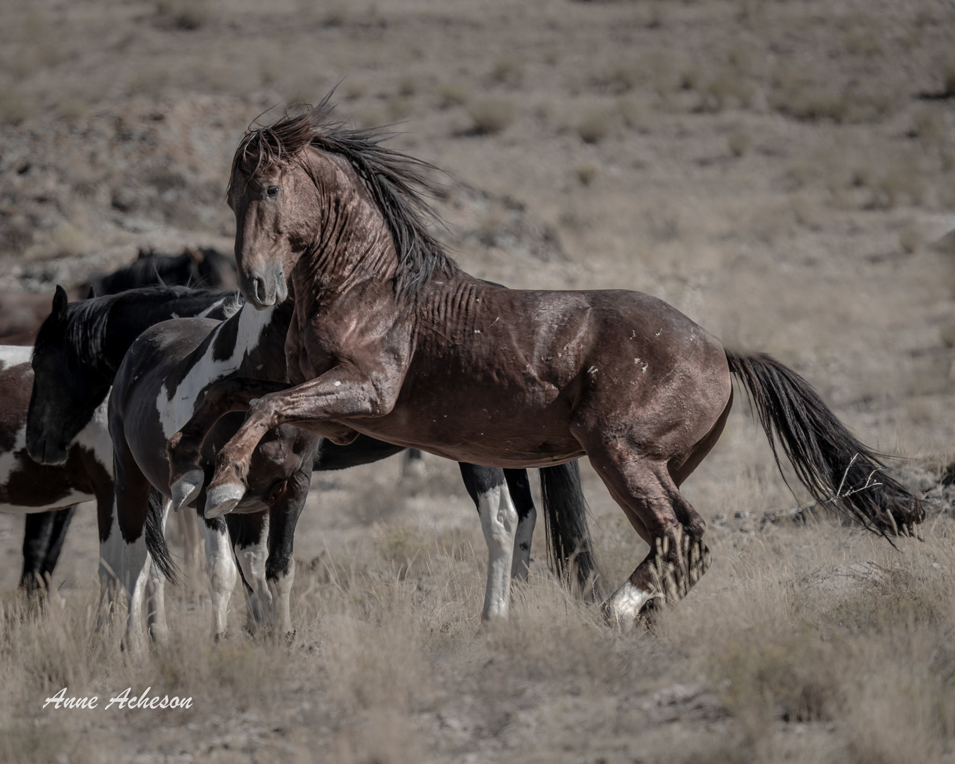 Onaqui Stallion - 25026