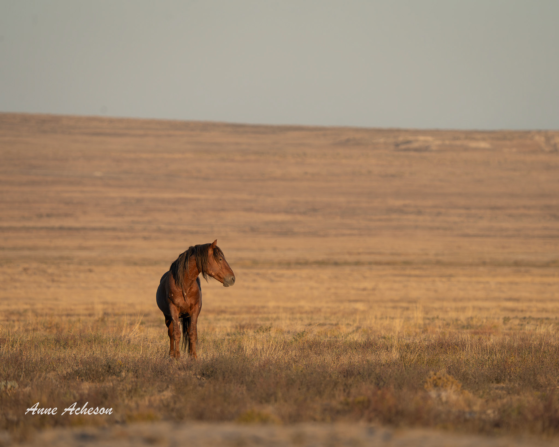 Onaqui Afternoon - 25022