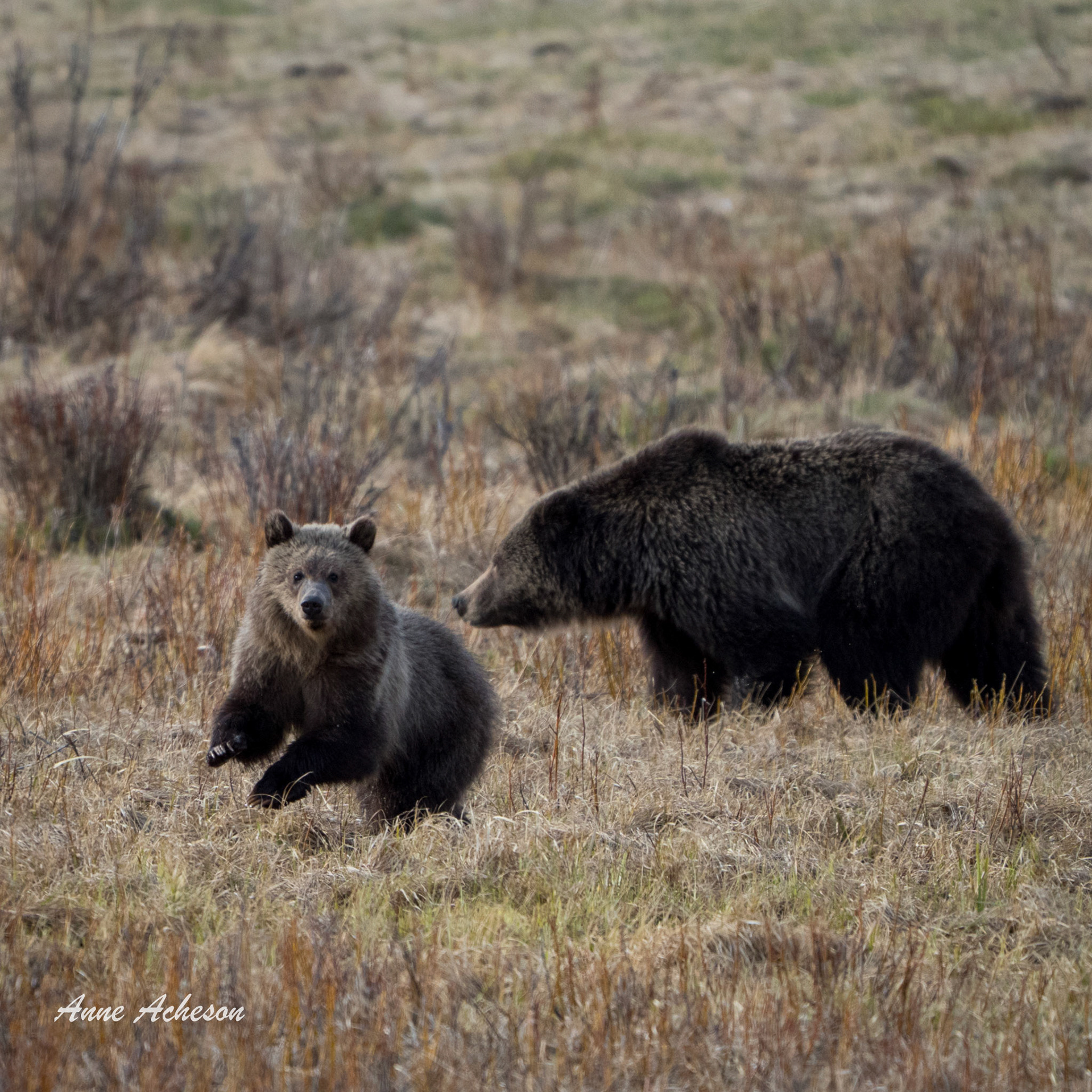 Running Grizzly Cub