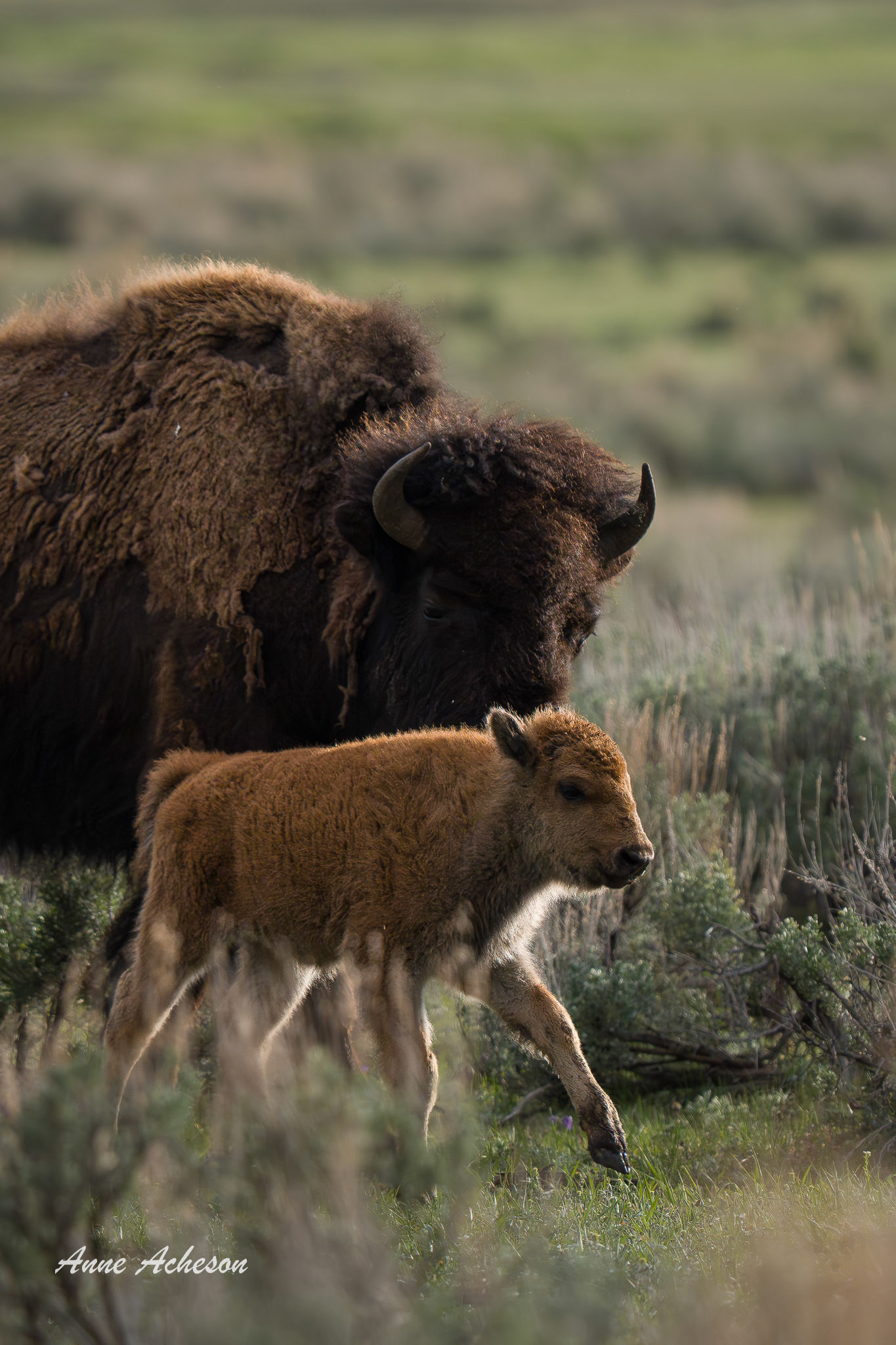 Bison and Calf - 26007