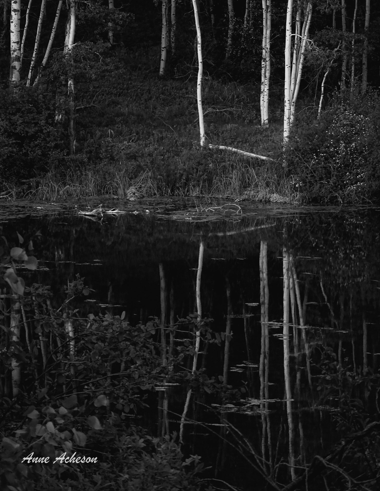 Stillness - 19036