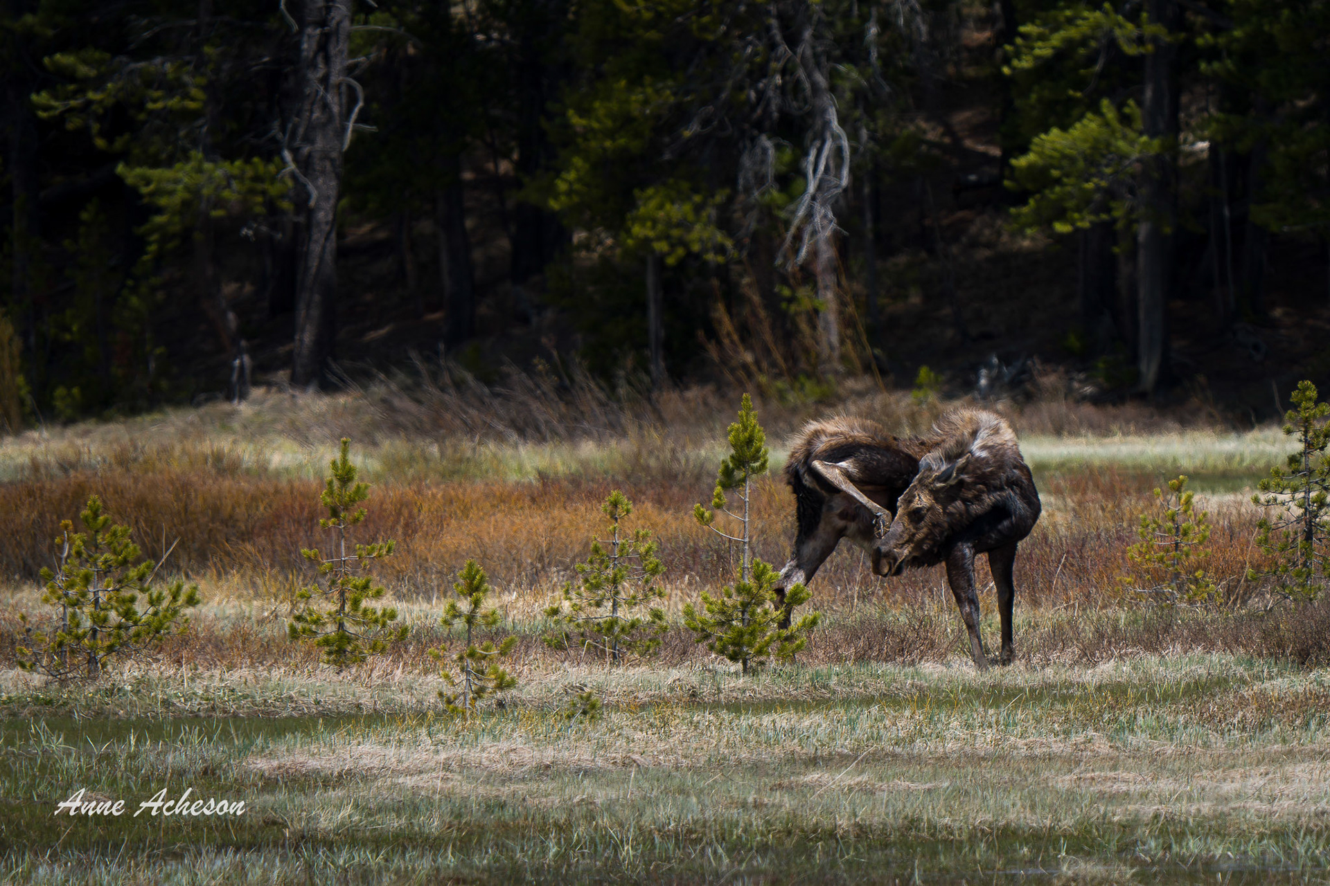 Scratching Moose - 26006