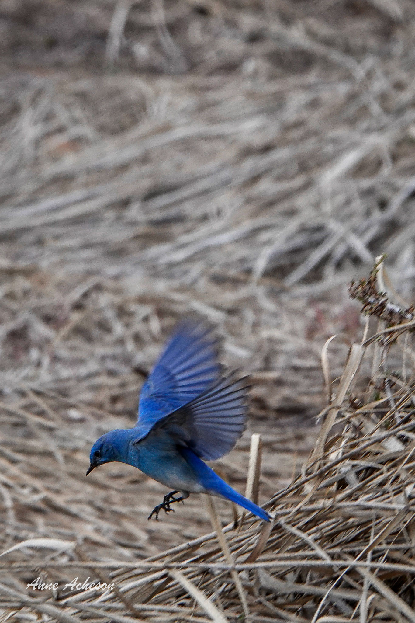Bluebird Flight - 23004