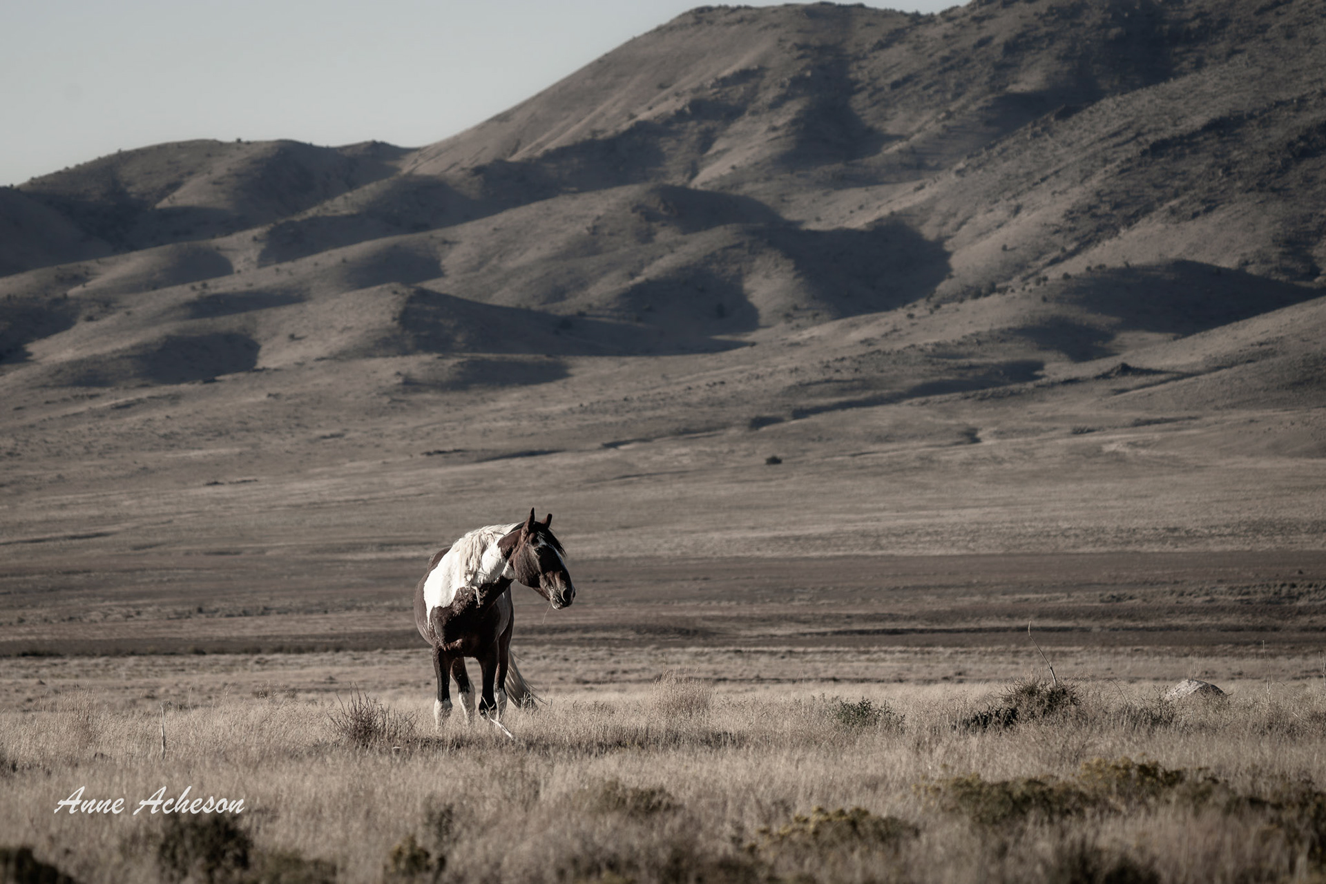 Onaqui Paint - 25046