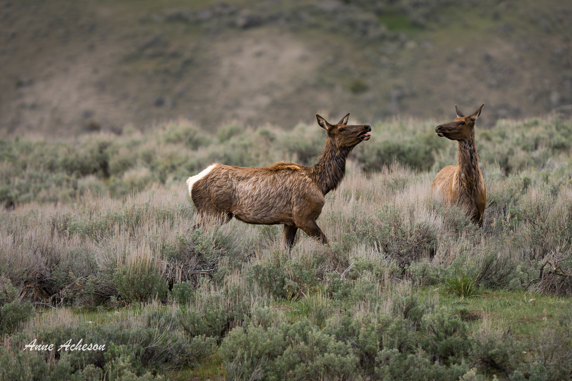 Cow Elk - 26061