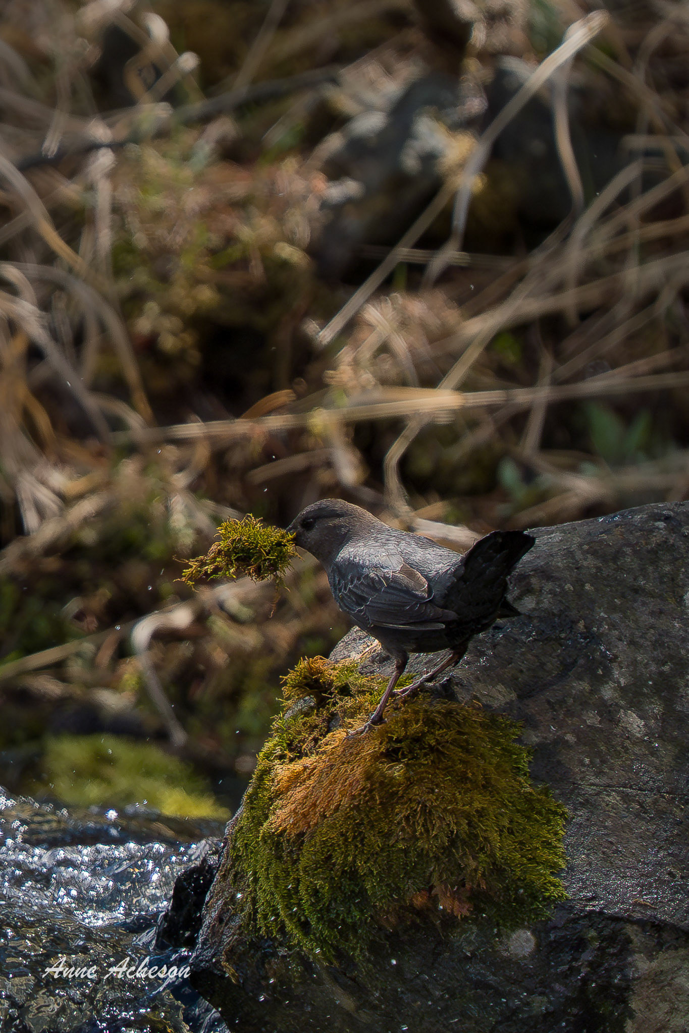 American Dipper - 26009