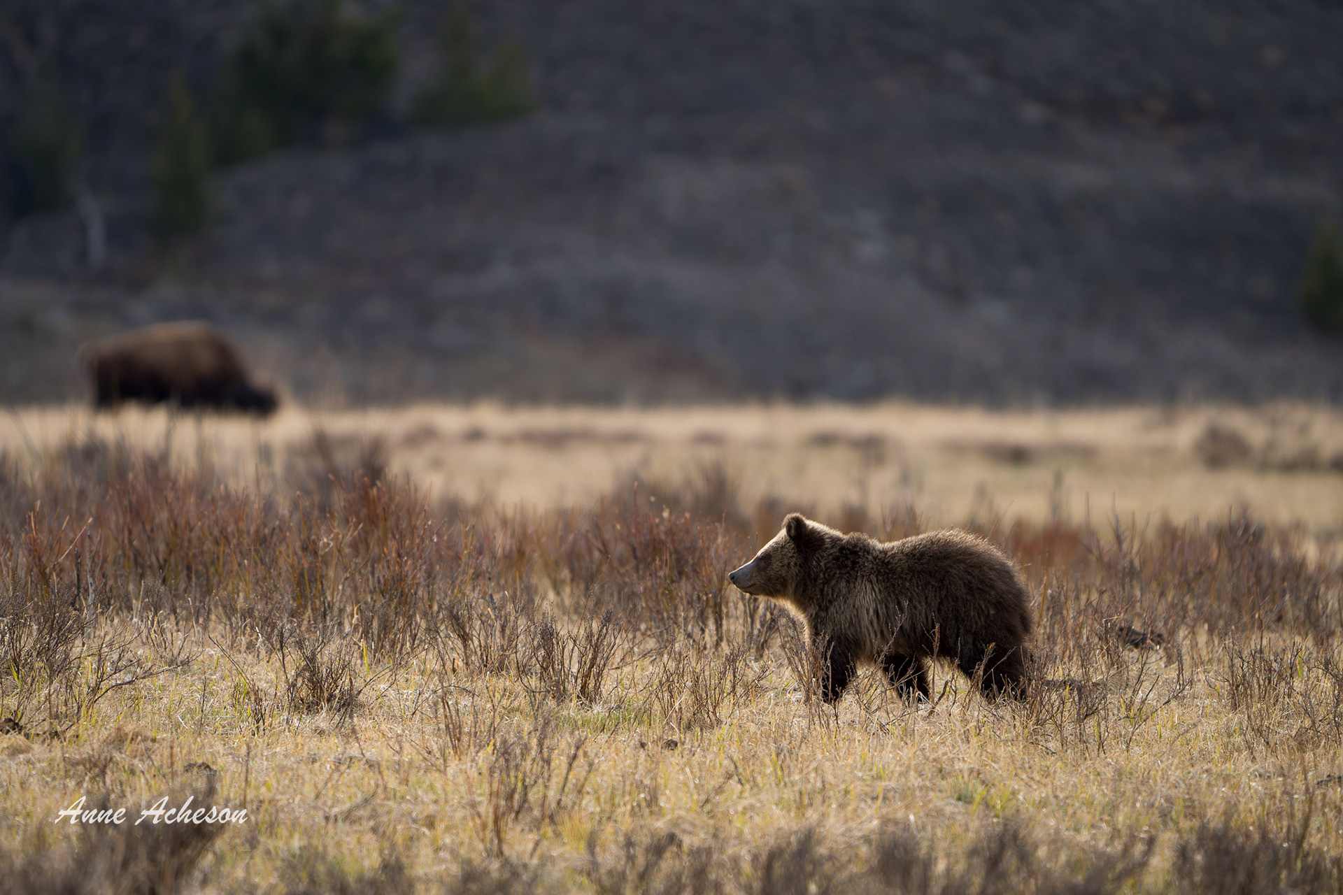 Grizzly Cub with Bison - 24018