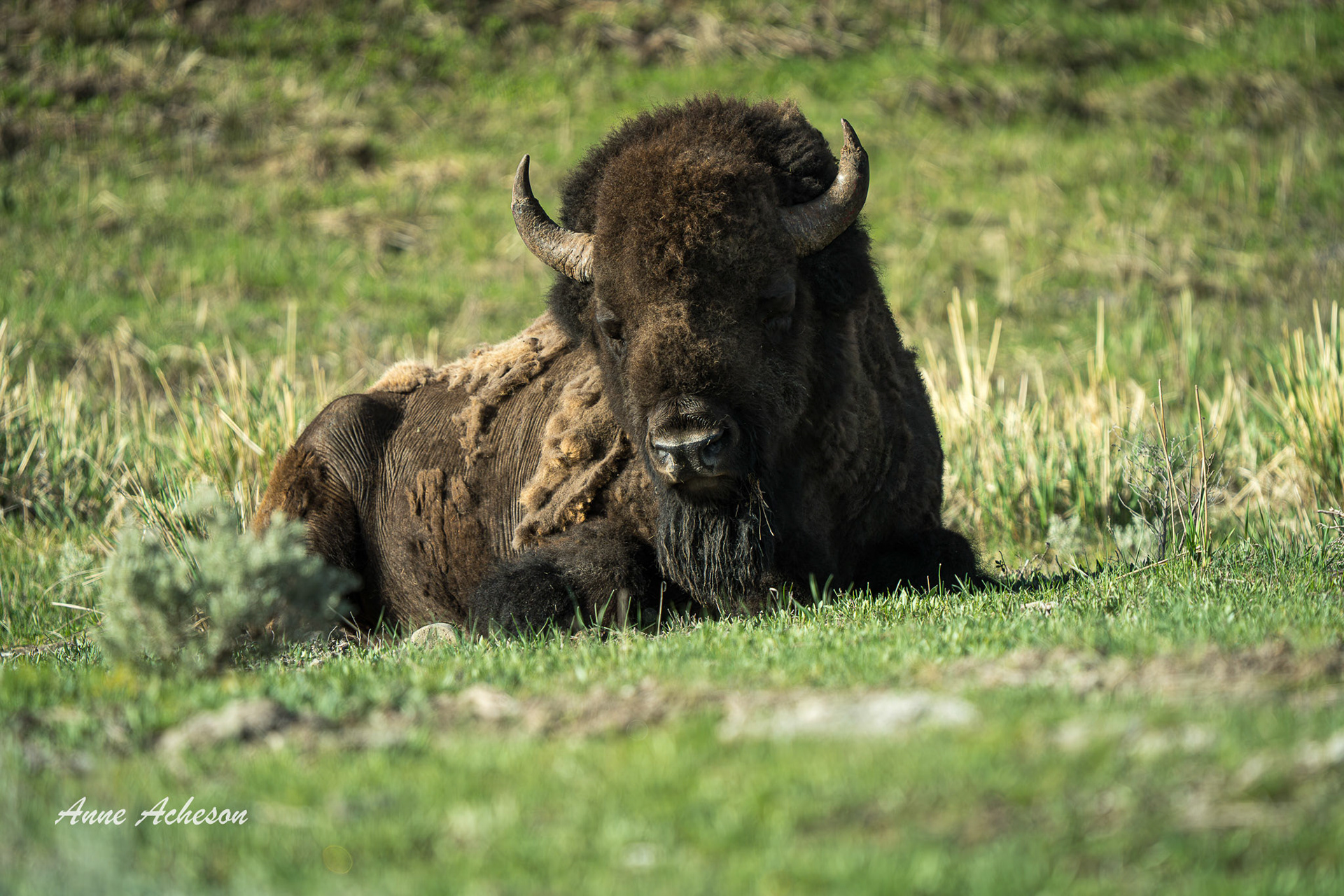 Resting Bison