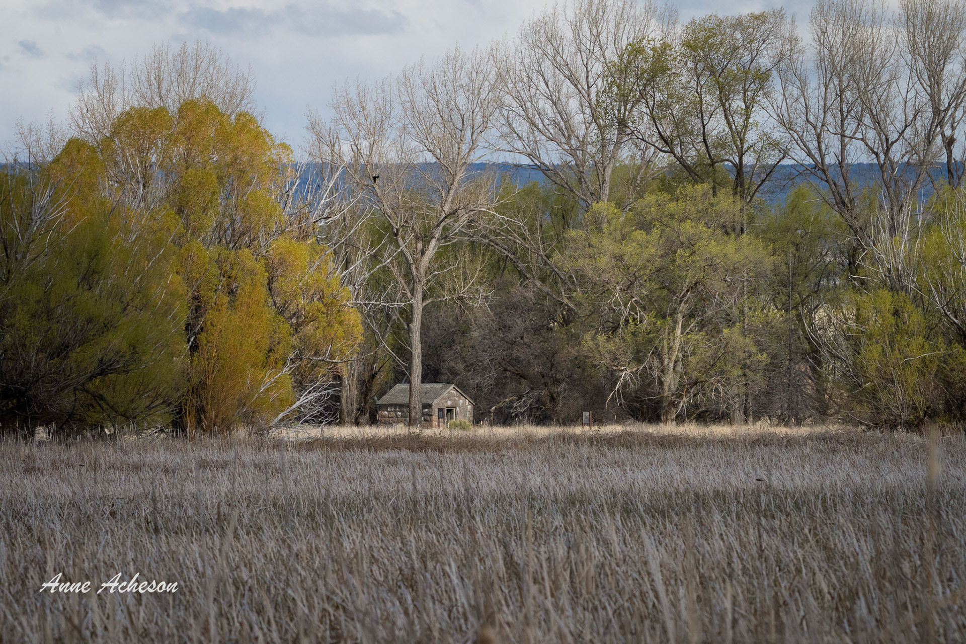 Malheur Spring - 24026