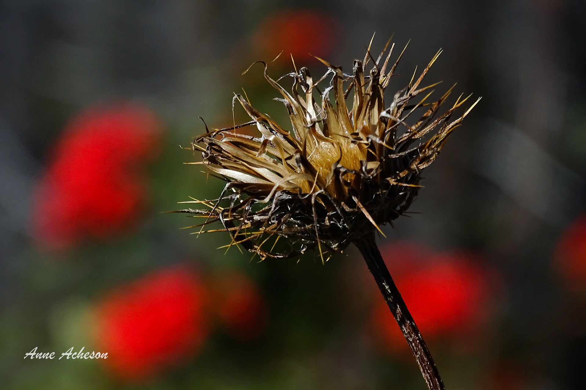 My Funny Valentine - 19044