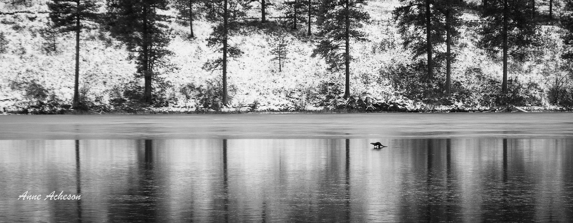 Otter on Ice - 23023