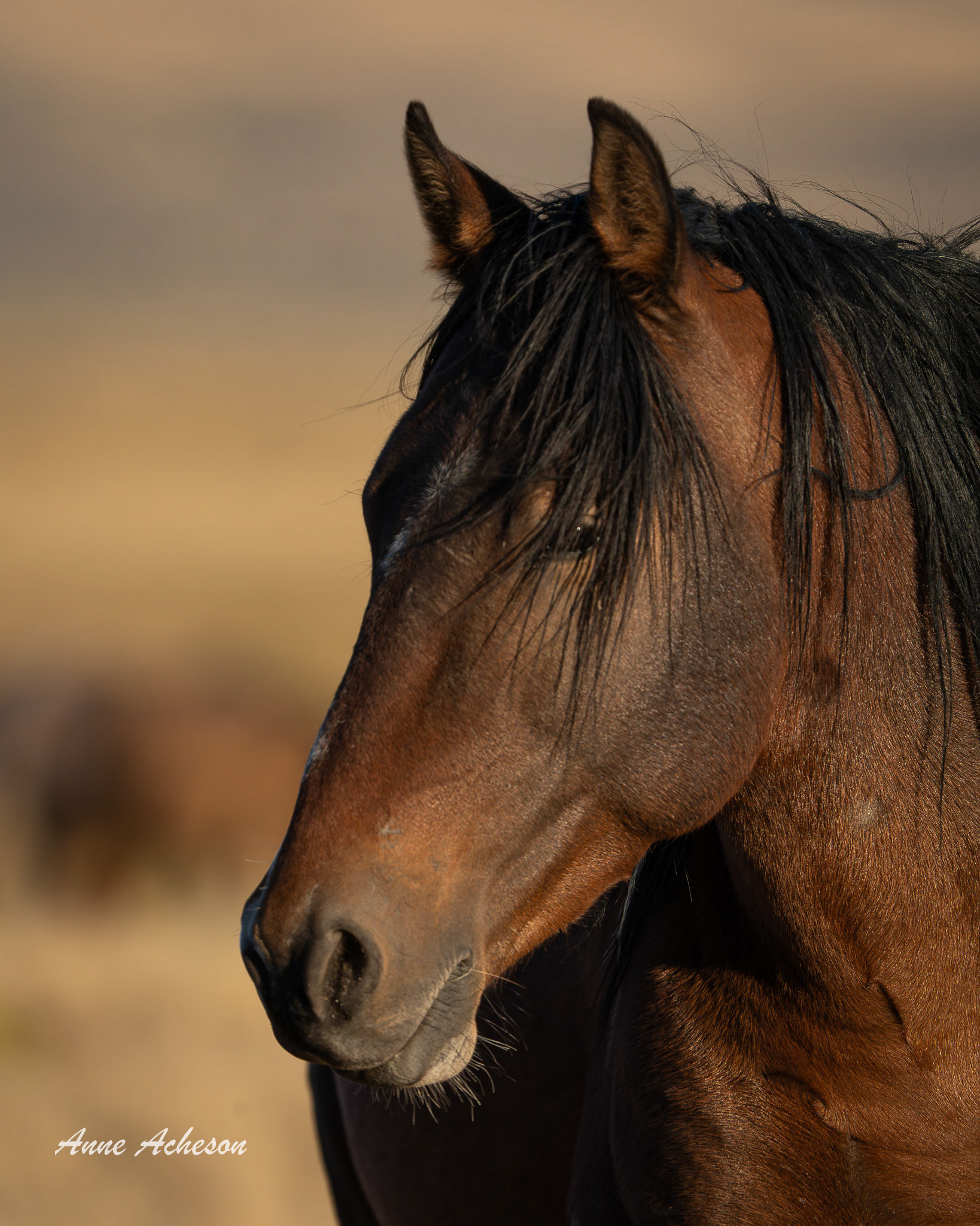 Onaqui Headshot II - 25050