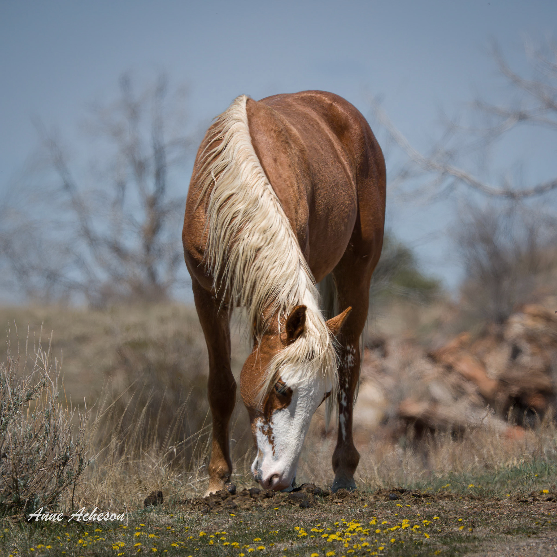 Lonestar - 26028