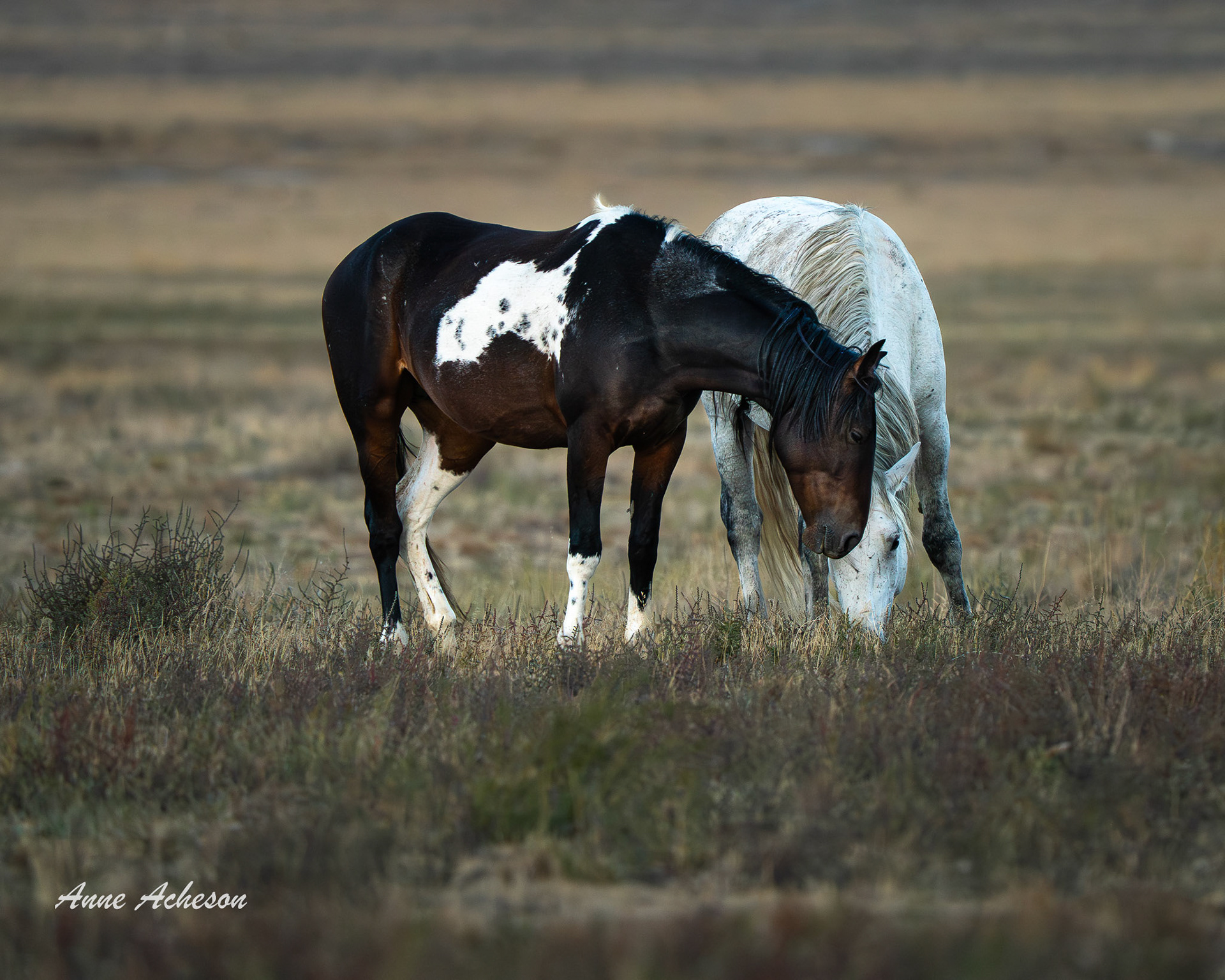 Patches and Friend - 25018