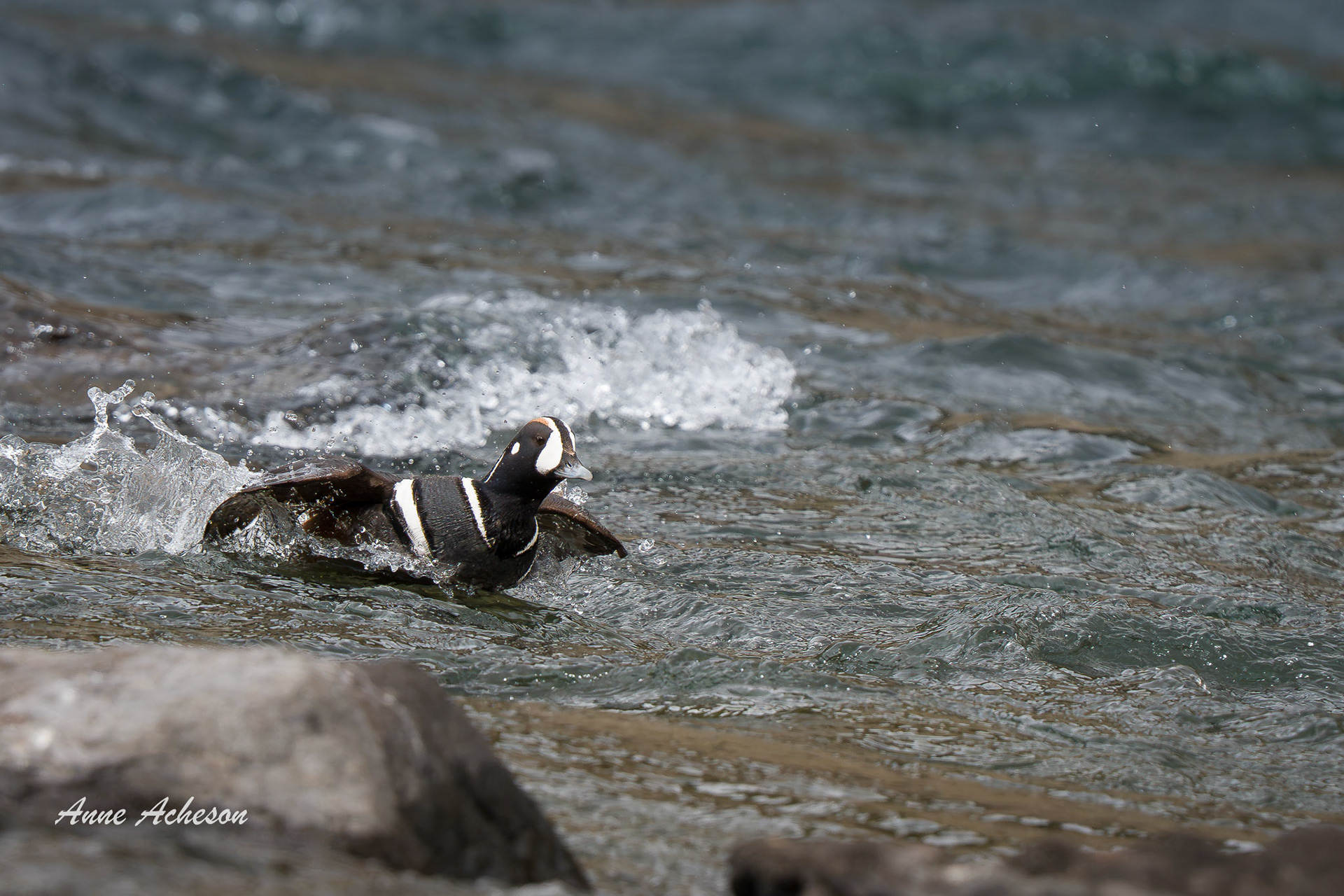 Flying Upstream - 26073