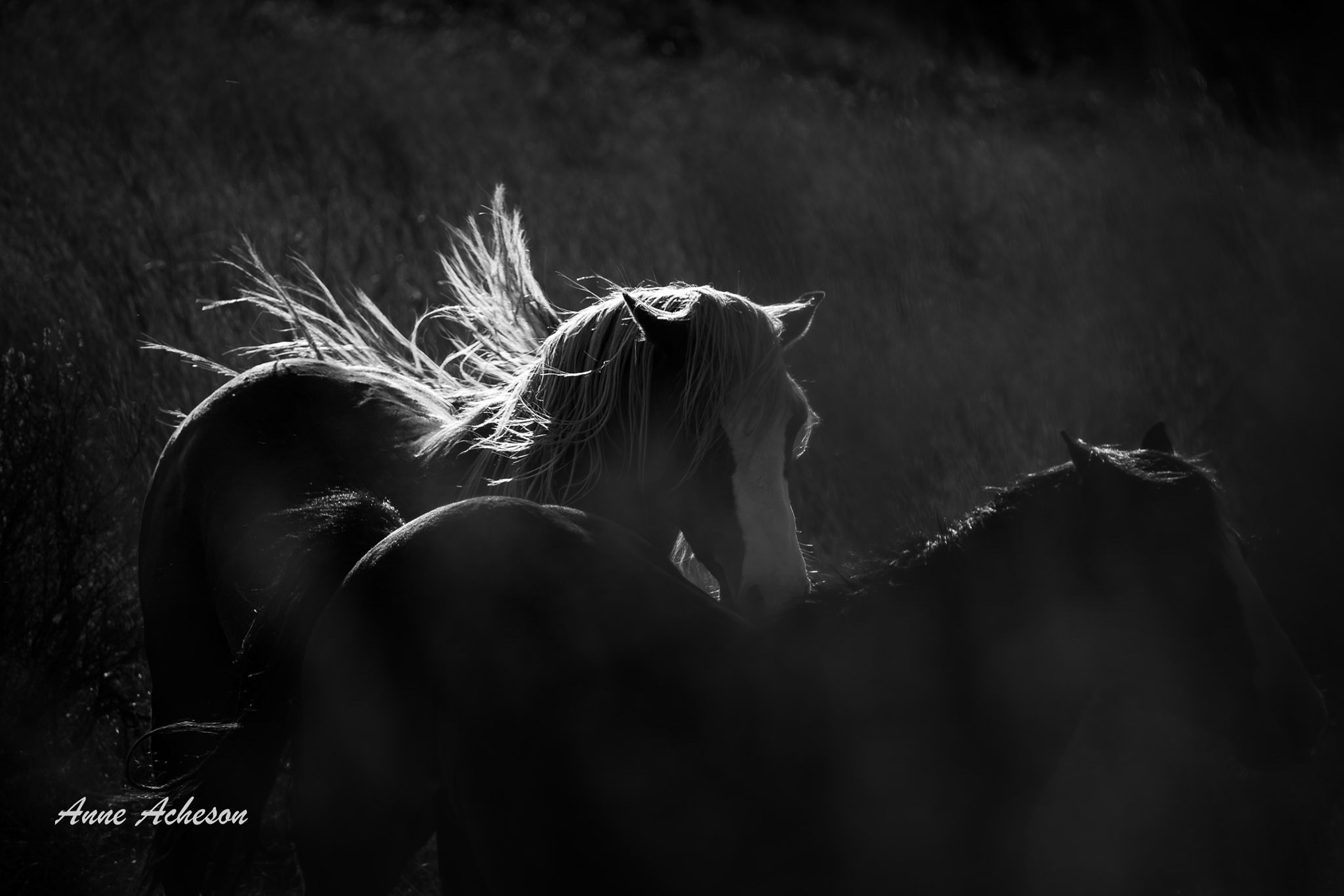 Twilight - 26022