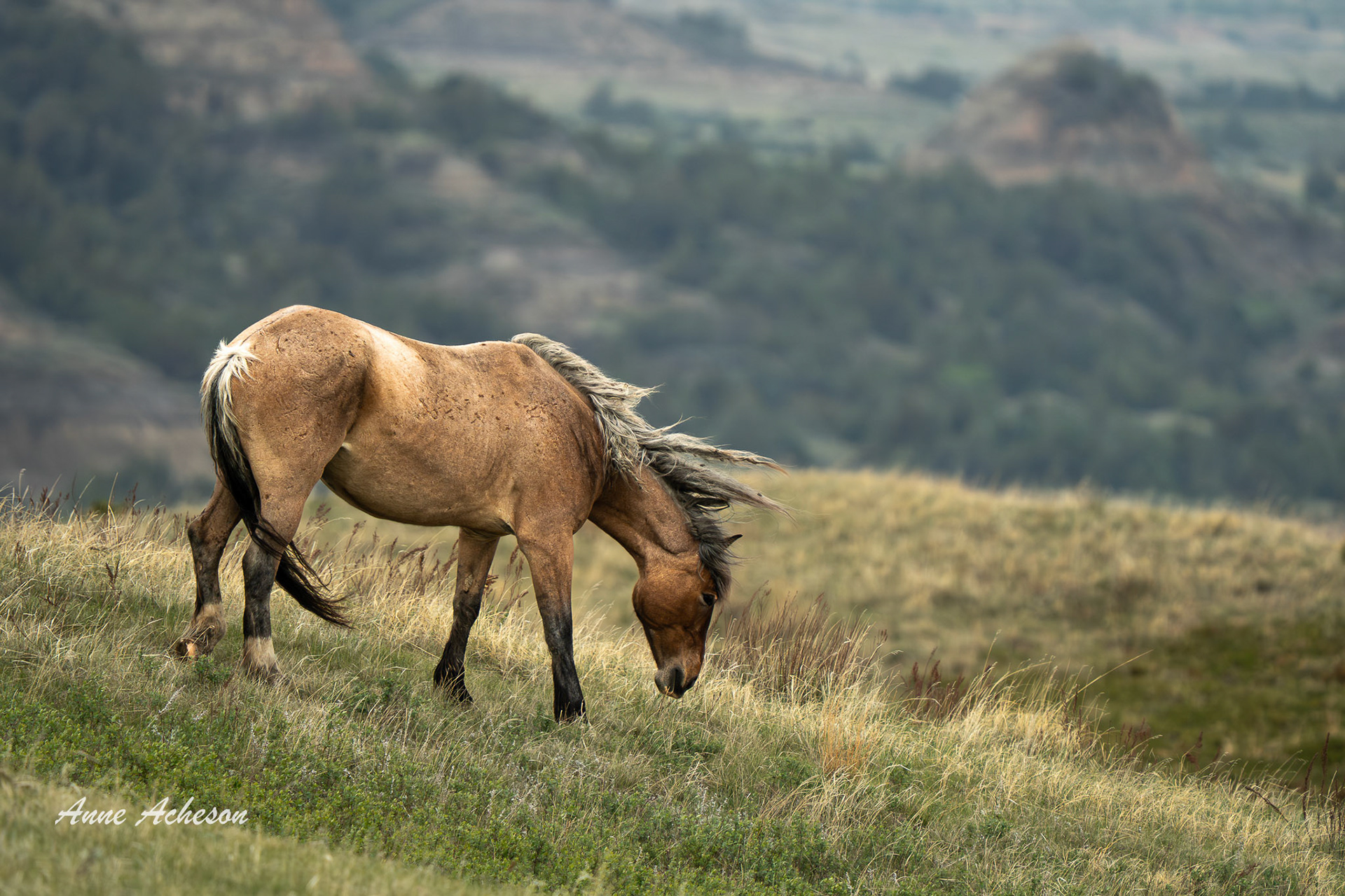 Buckskin - 25093