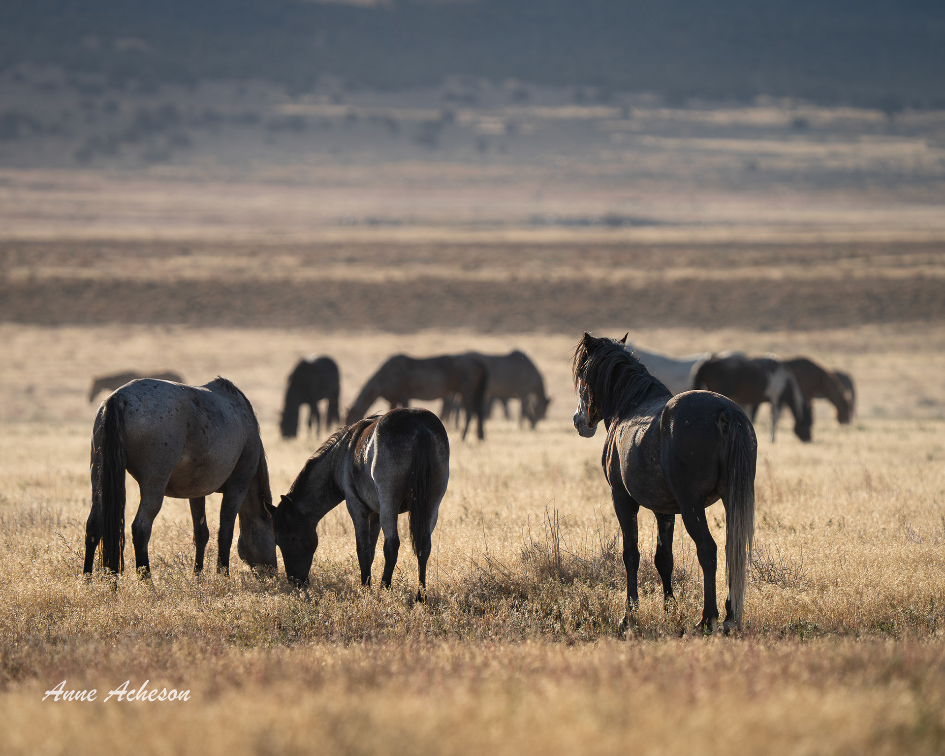 Onaqui Morning - 25068