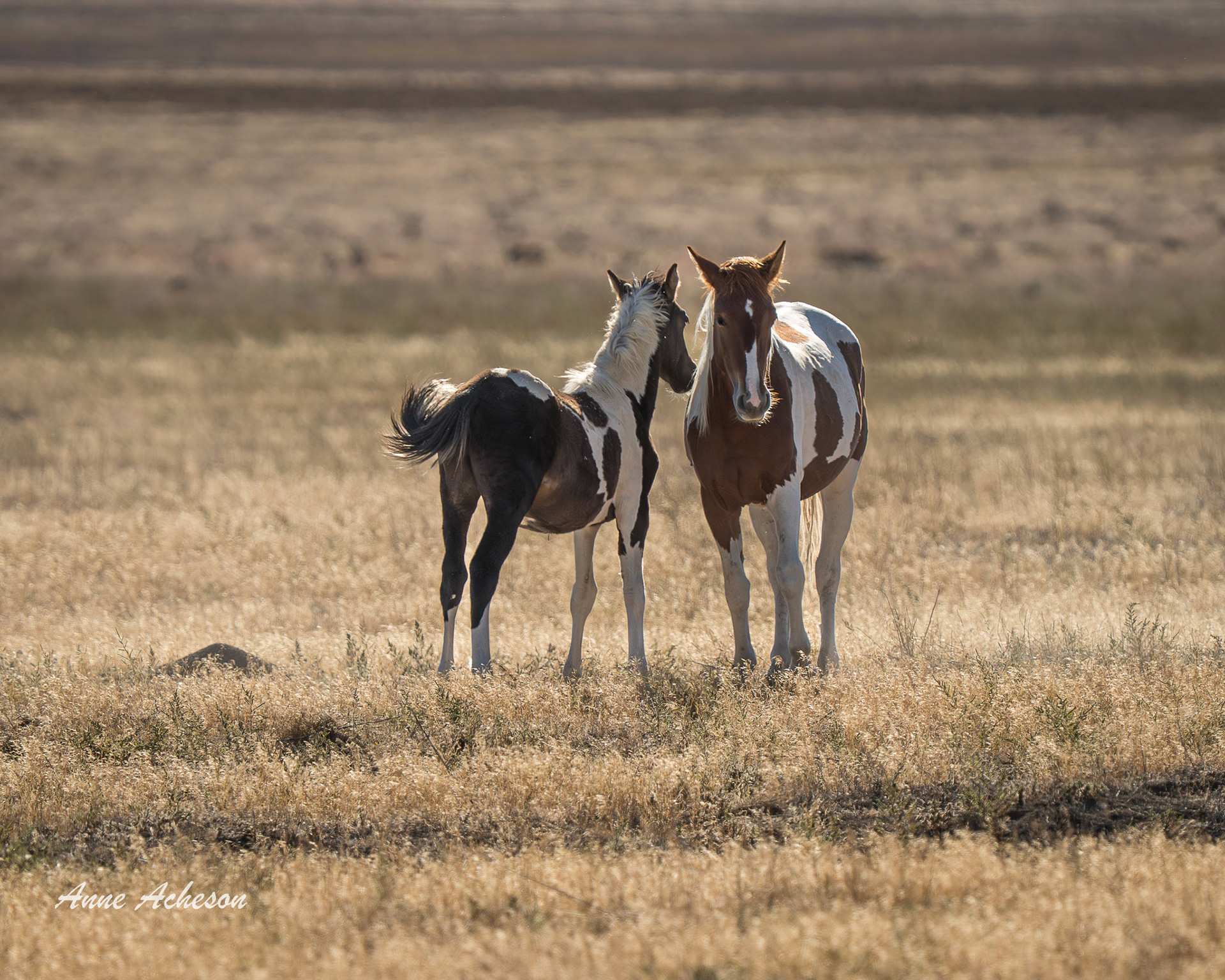 Sarika and Crossfire - 25073