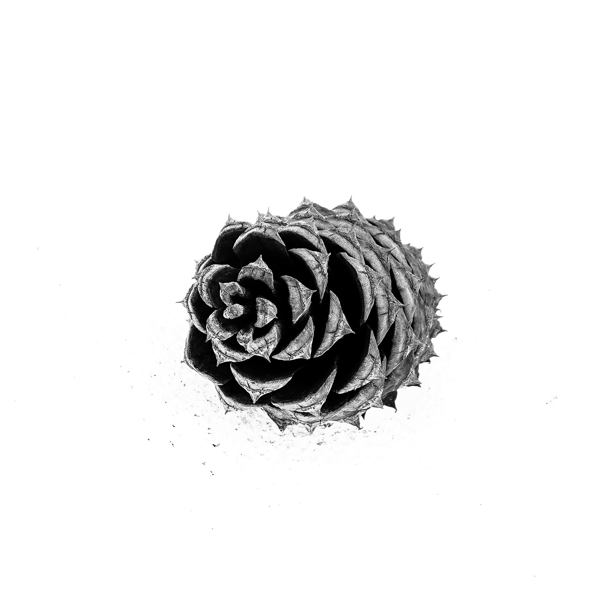 Pinecone II - 23003