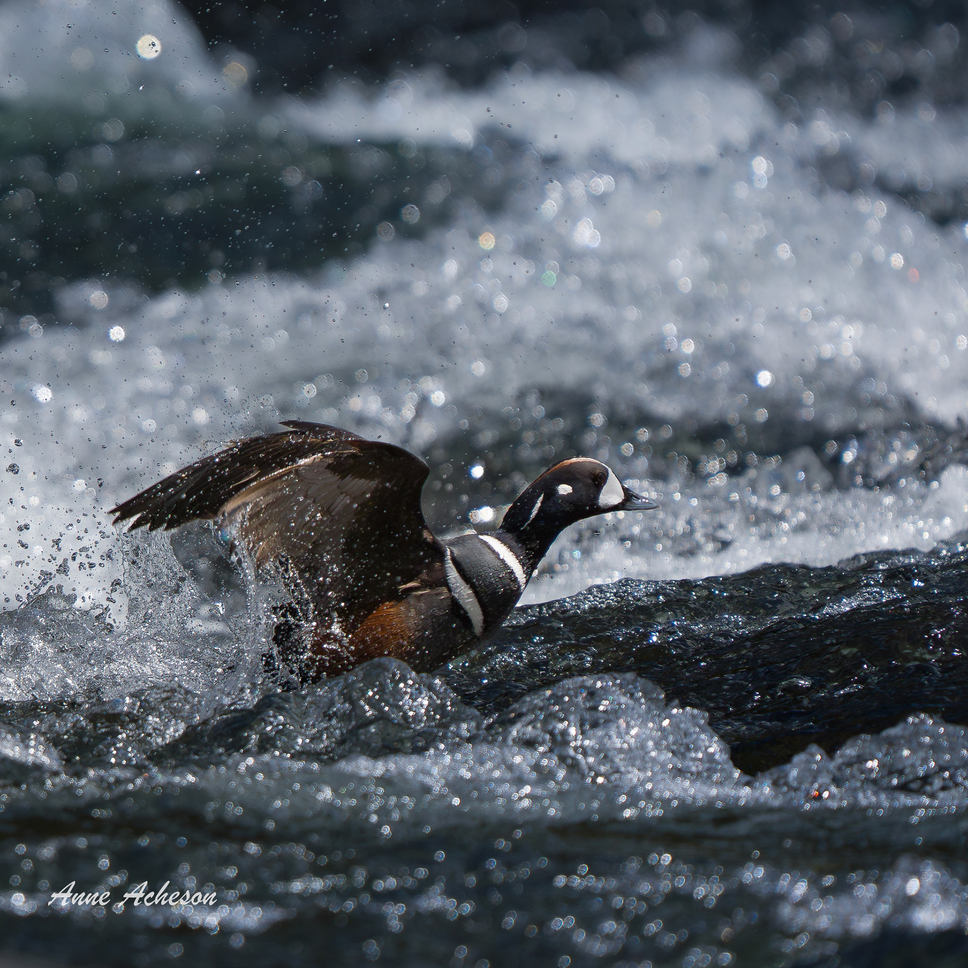 Flying Upstream - 26064