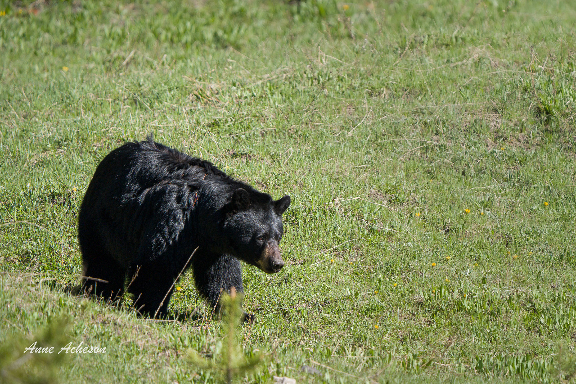 Black Bear - 26008