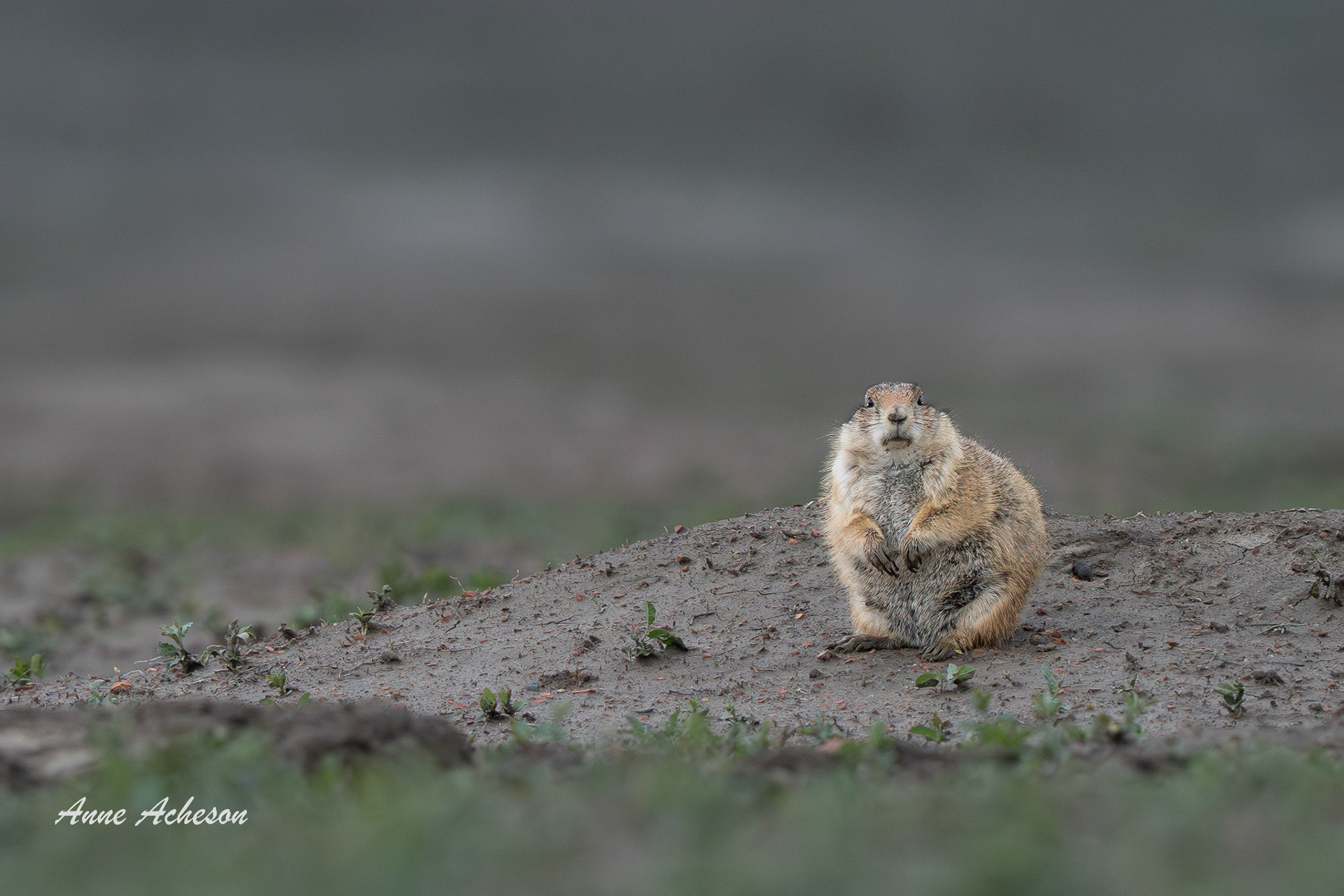 Prarie Dog - 25099