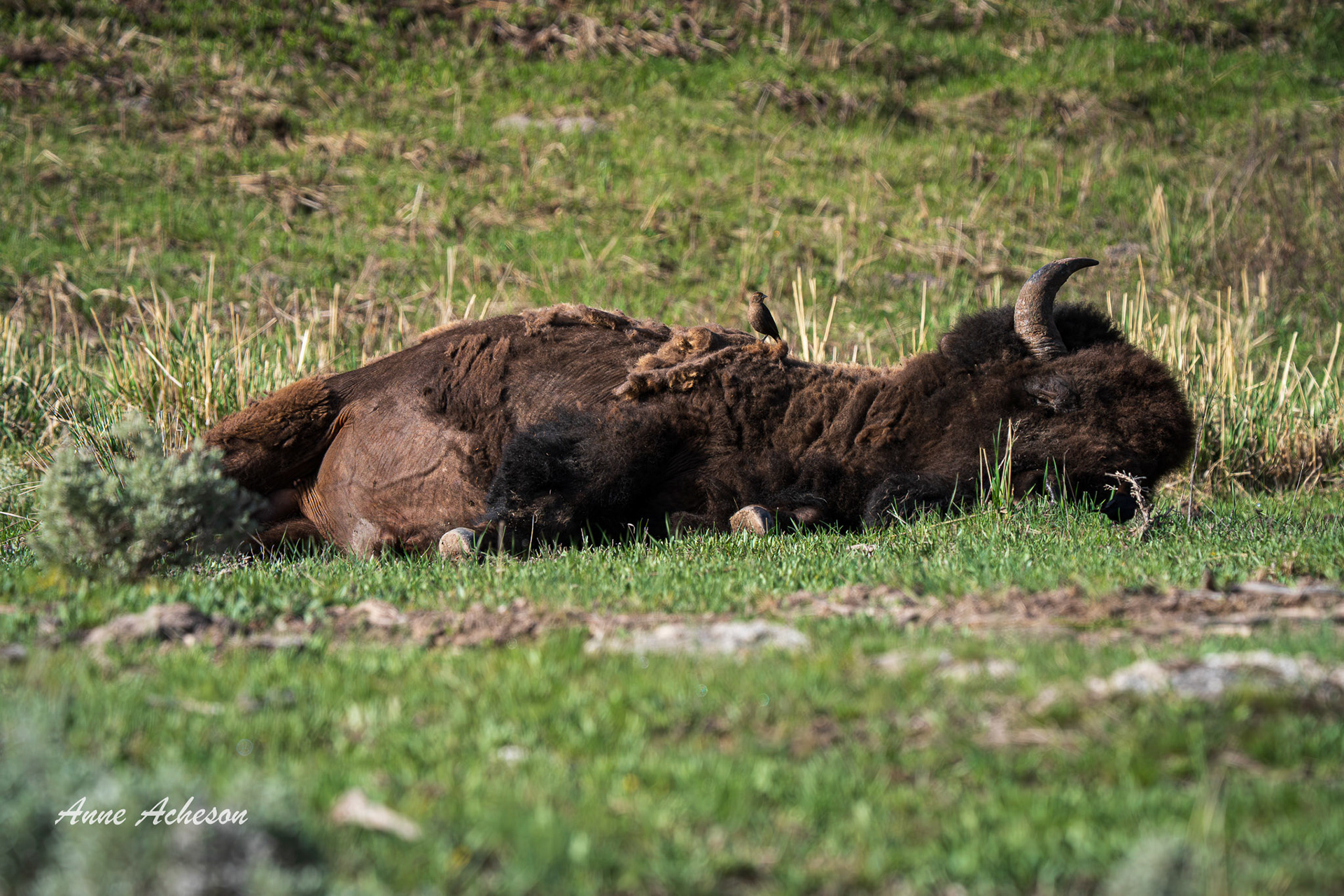 Snoozing - 25001
