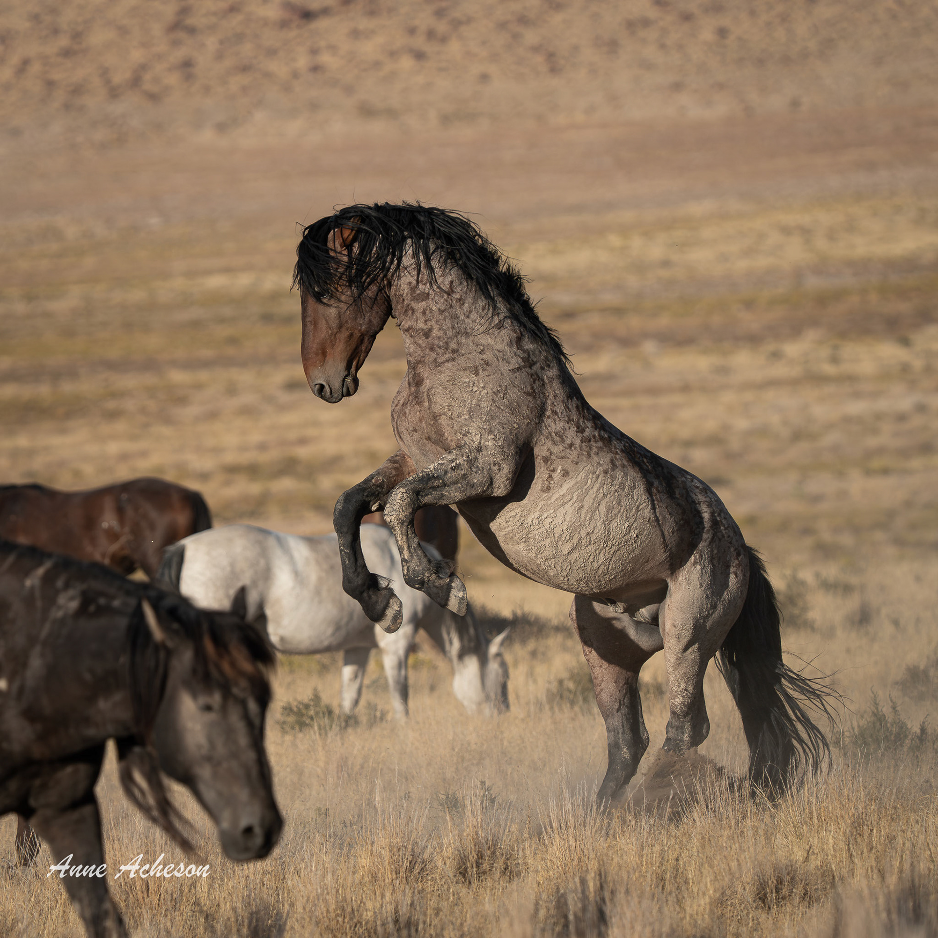 Onaqui Stallion - 25108