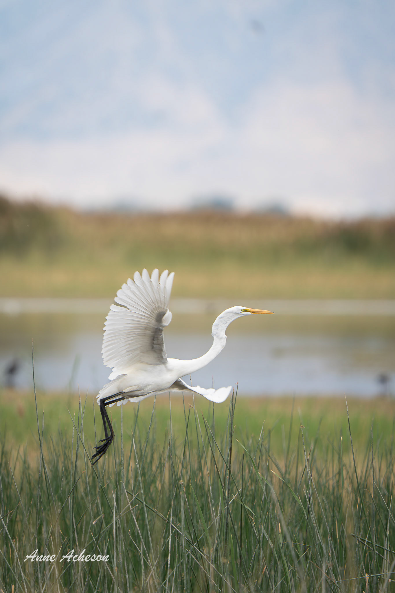 Egret - 25016