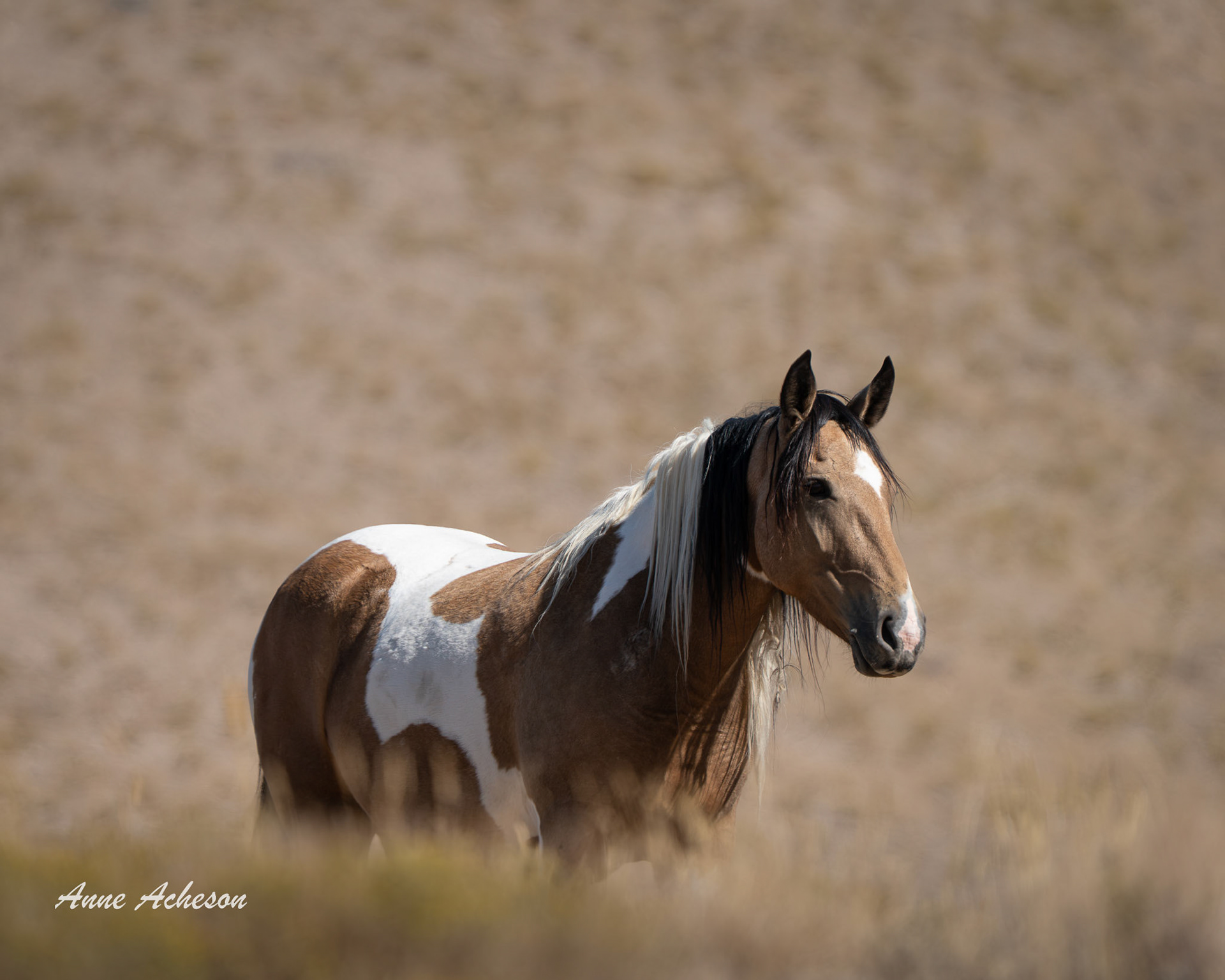 Onaqui Paint - 25031