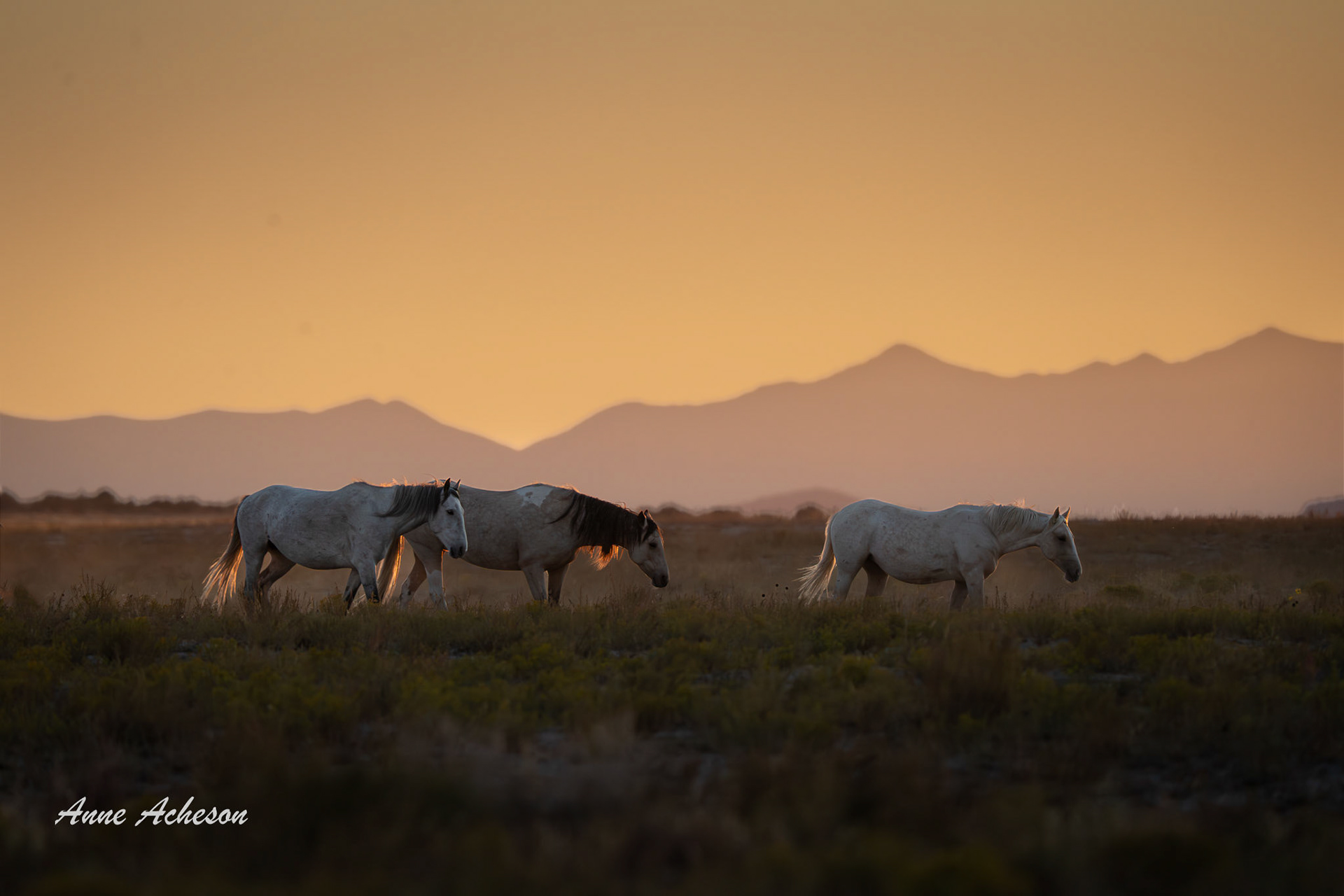 Onaqui Mountain Horses