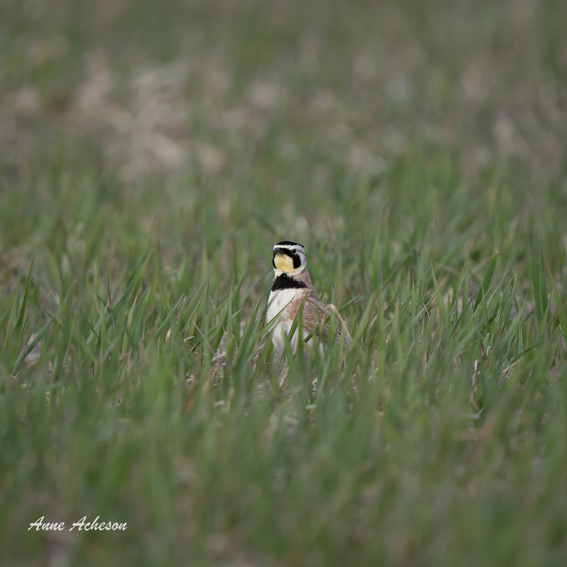 Horned Lark - 26048