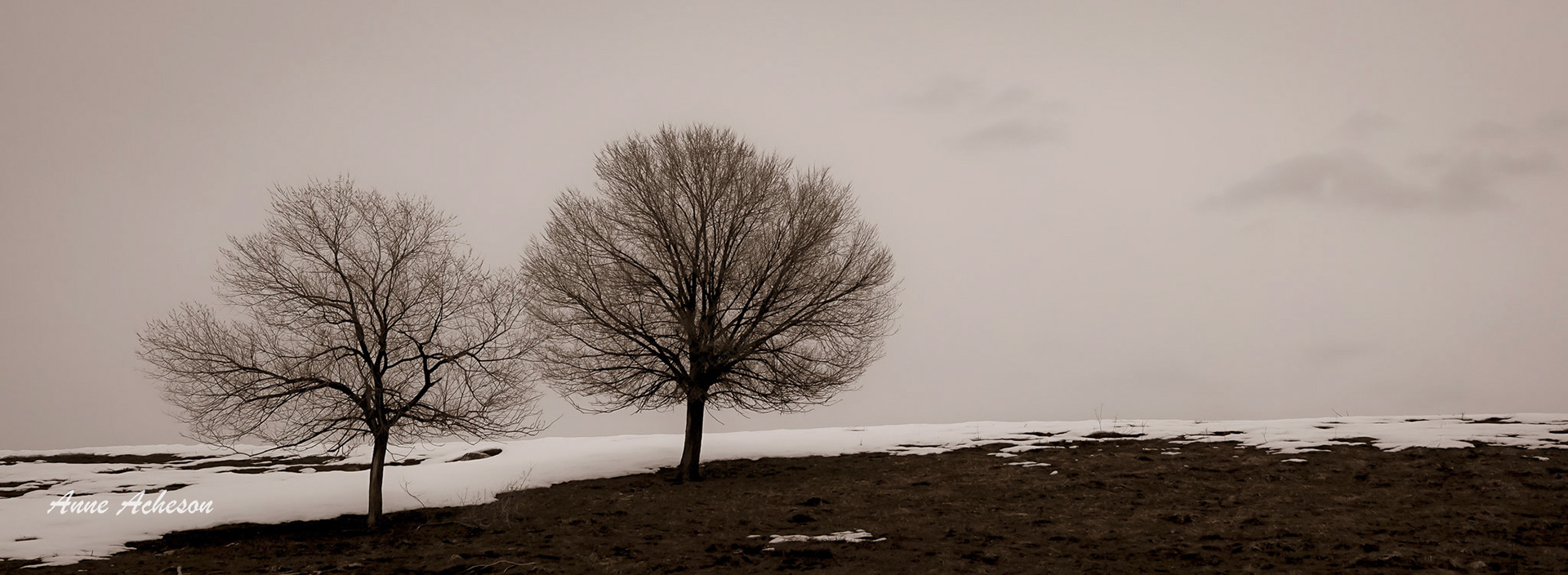 Lloyd Ranch Trees - 21016