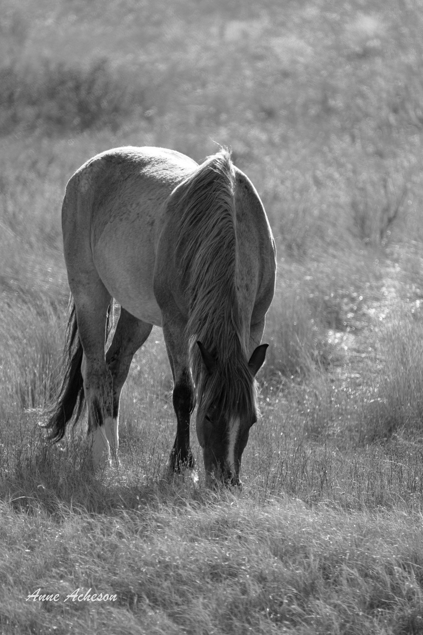 Grazing - 26018