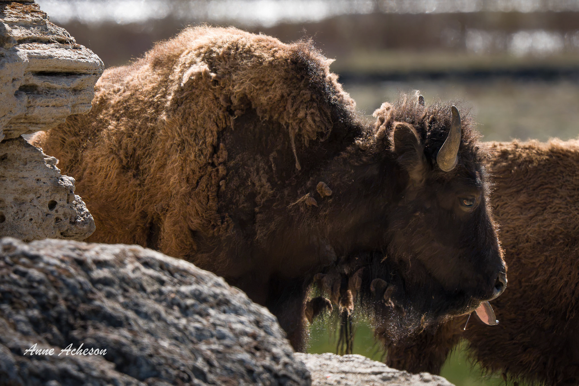 Soda Butte Bison - 26075