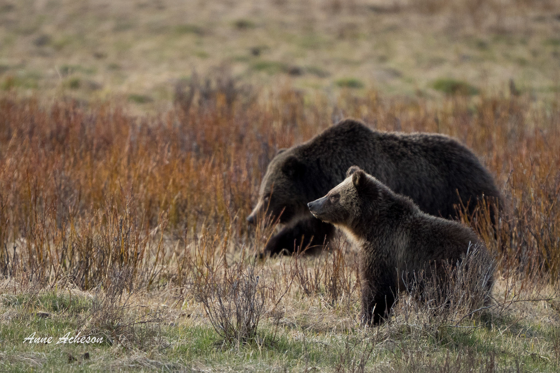 Grizzly Sow and Cub - 24021