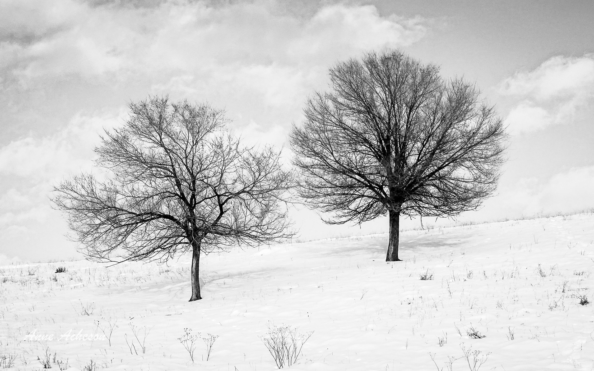 Two Frozen Trees - 19001