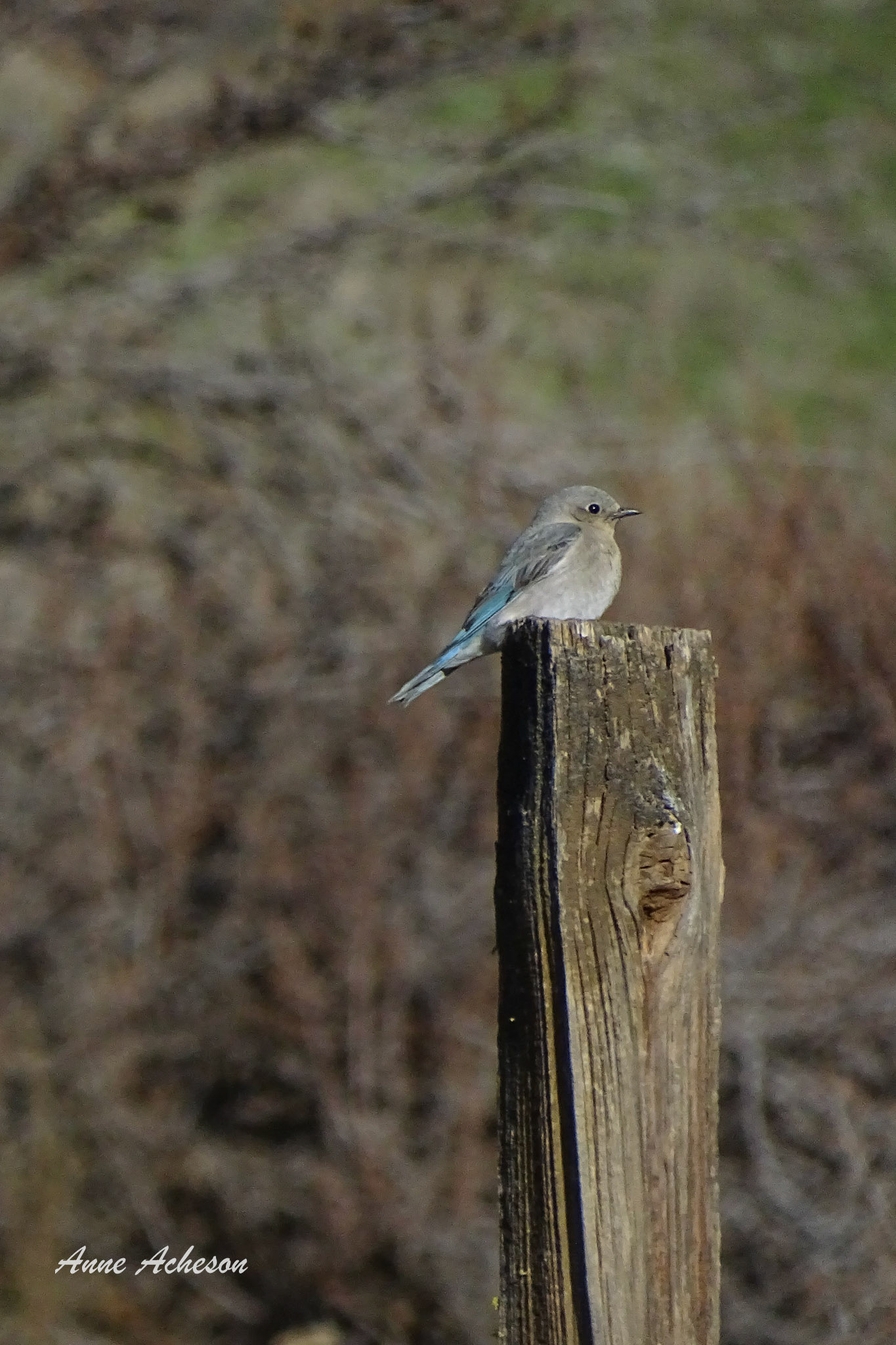 Bluebird at Sunset - 19030