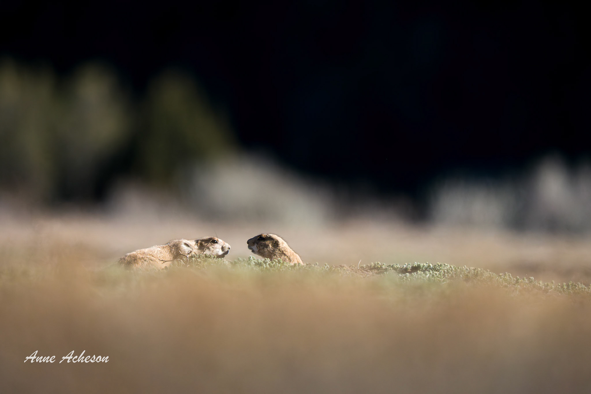 Prairie Dog Discussion - 26034