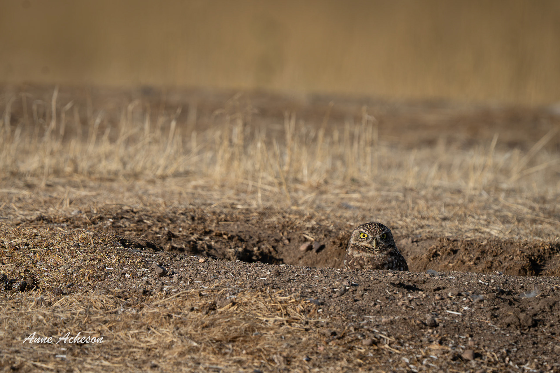 Burrowing Owl