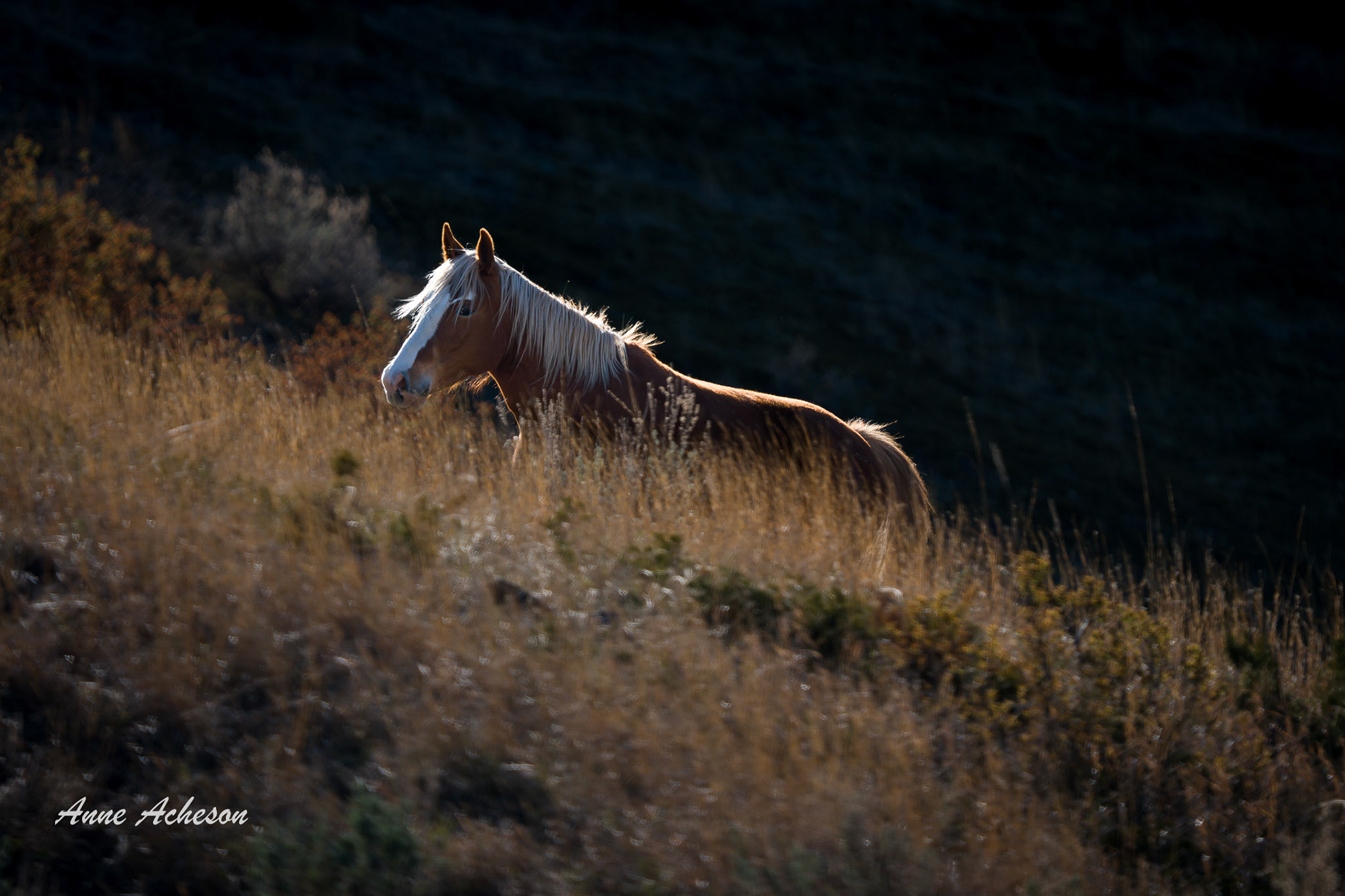 Wild Horse - 26001