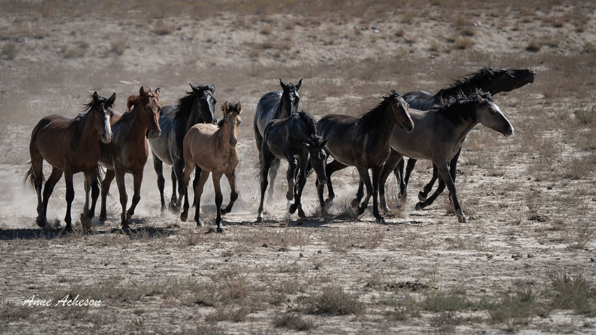 Waterhole Mob - 25075