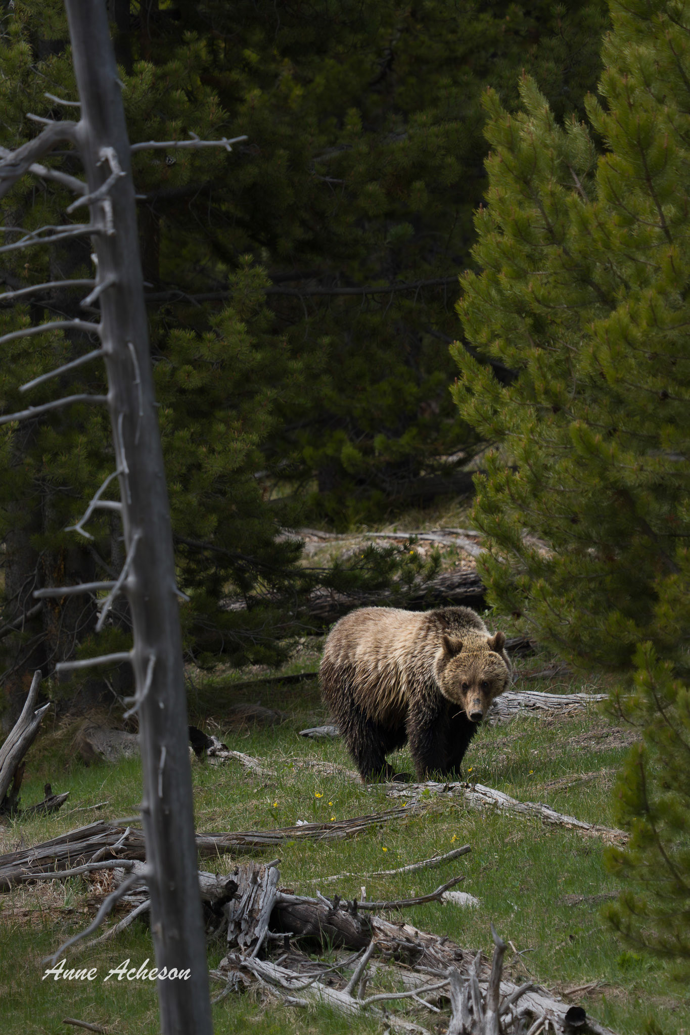 Norris Grizzly - 26056