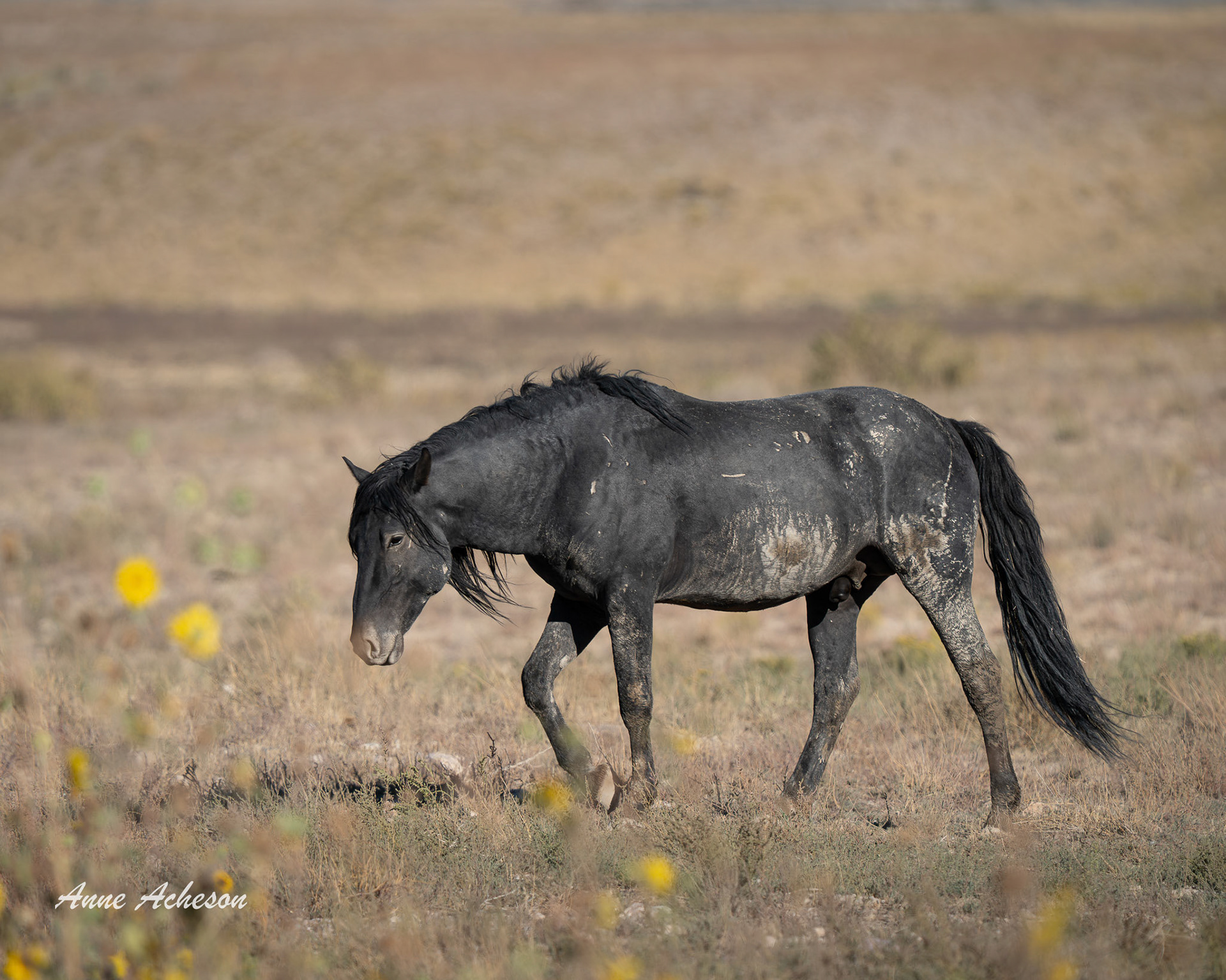 Onaqui Stallion - 25066