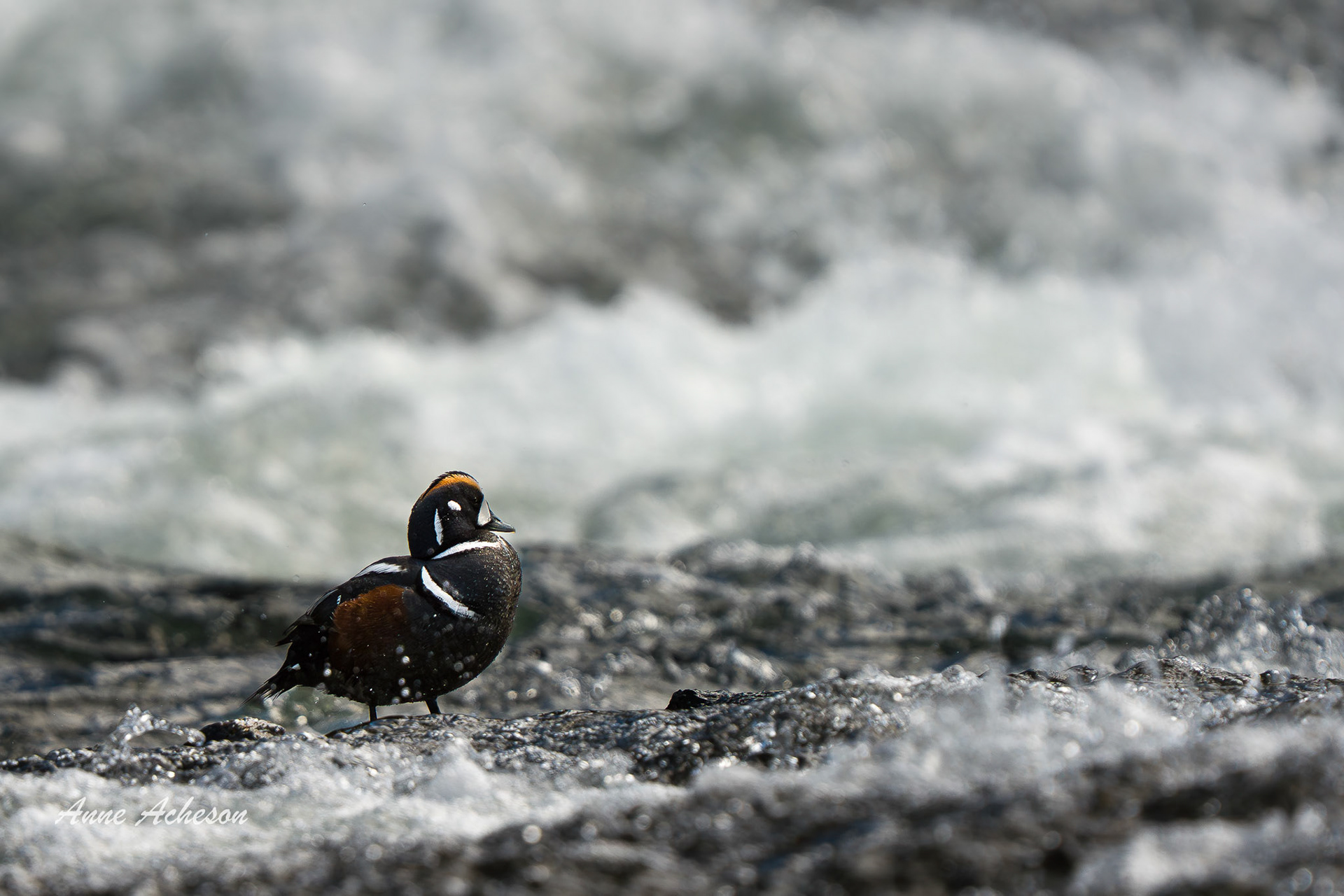 Harlequin Duck - 26063